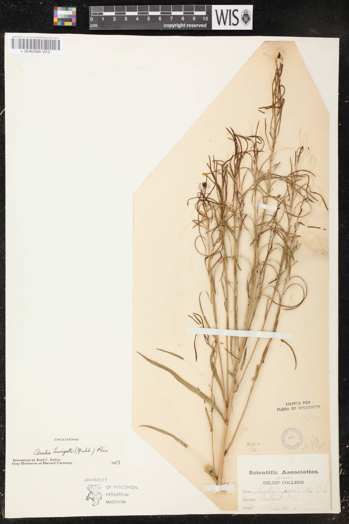 Boechera laevigata image