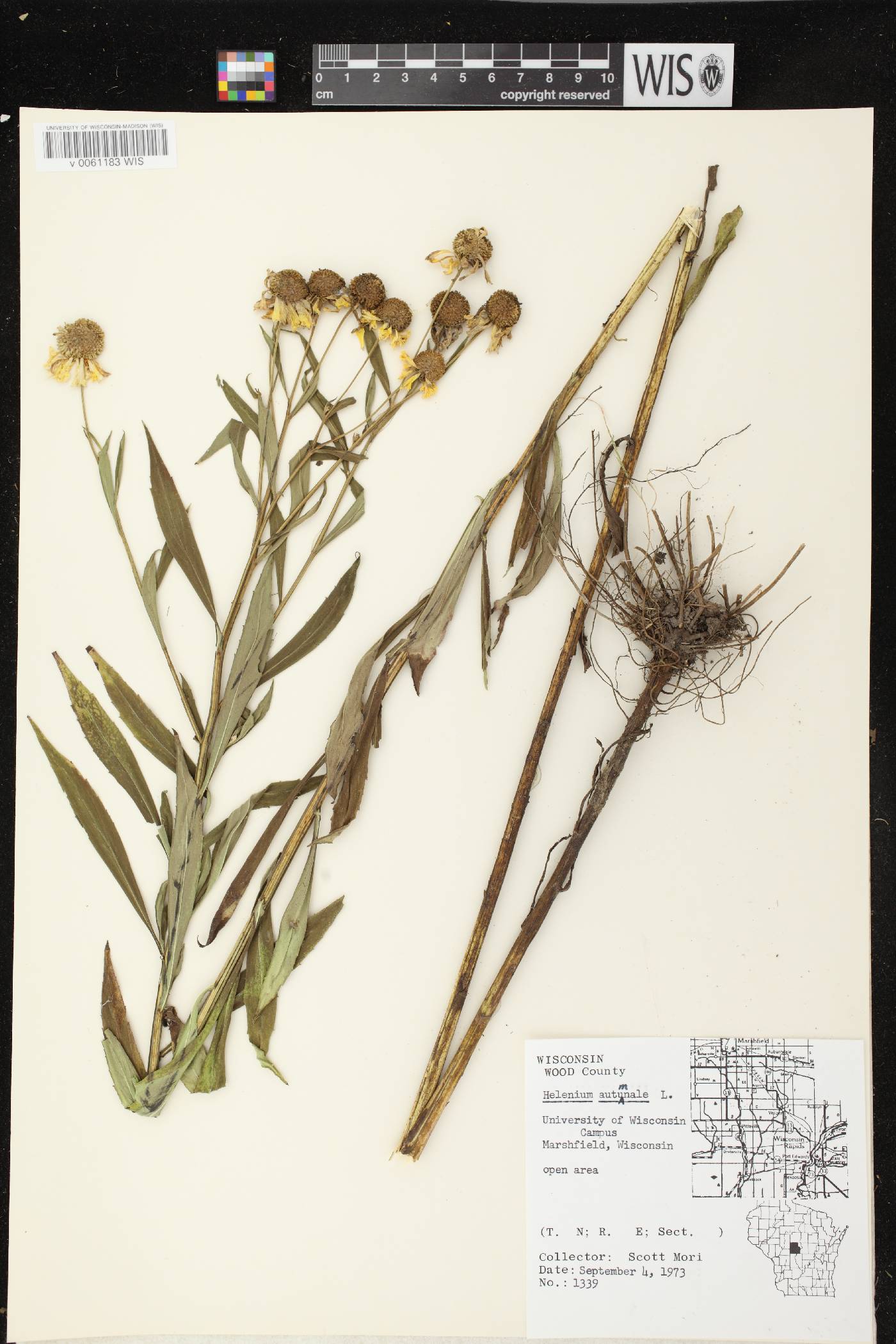 Helenium autumnale image
