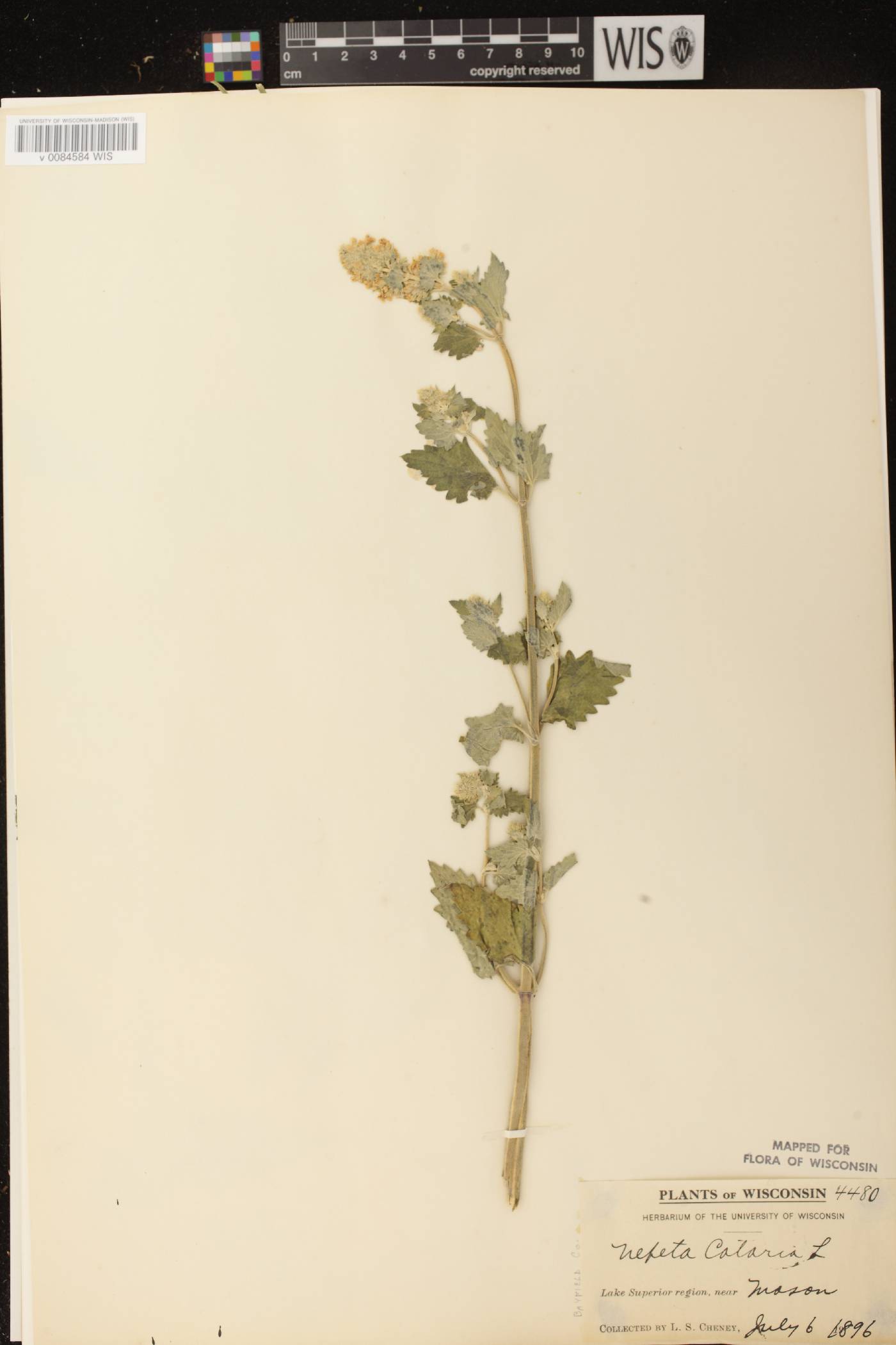Nepeta cataria image