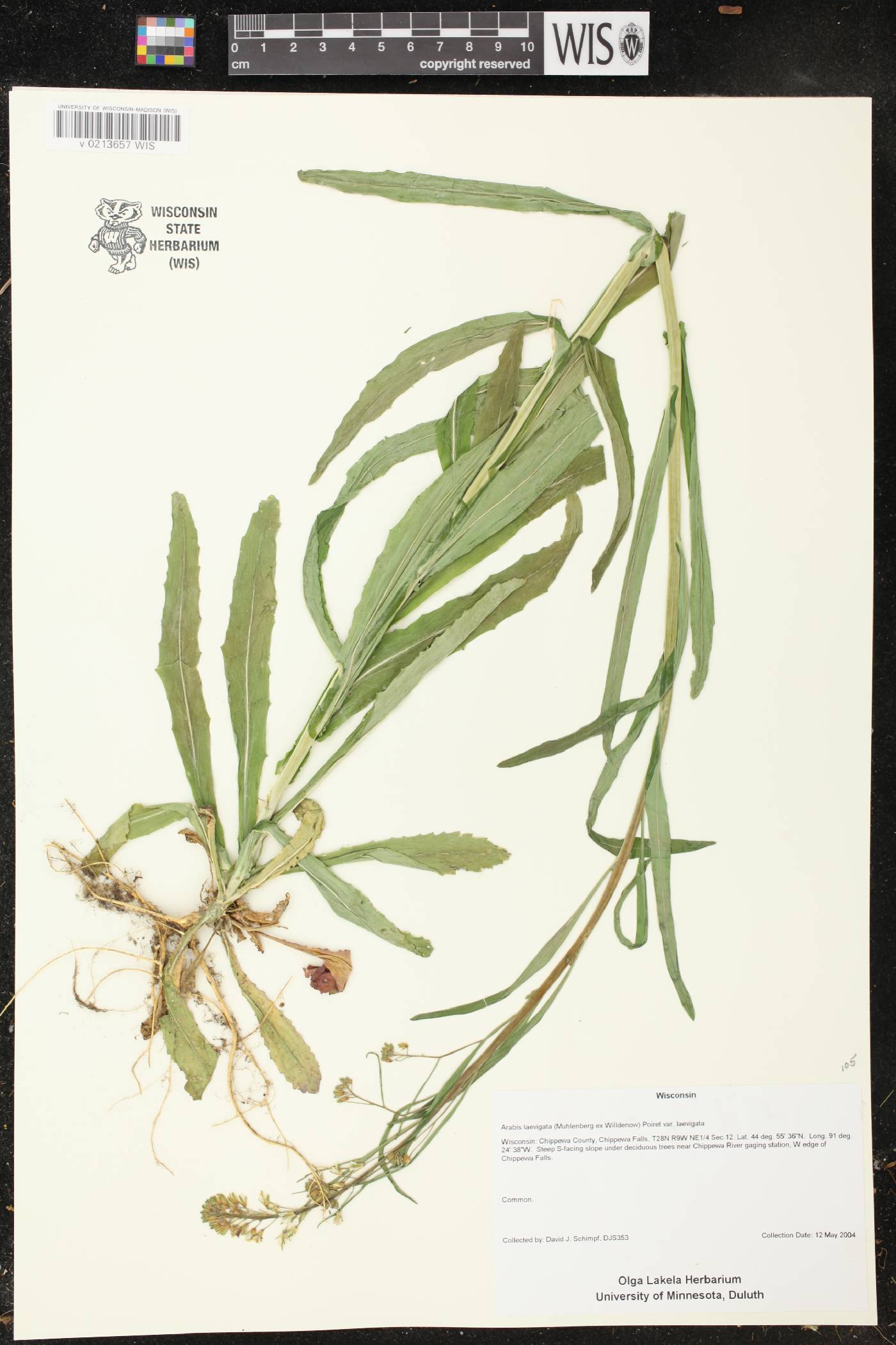Boechera laevigata image