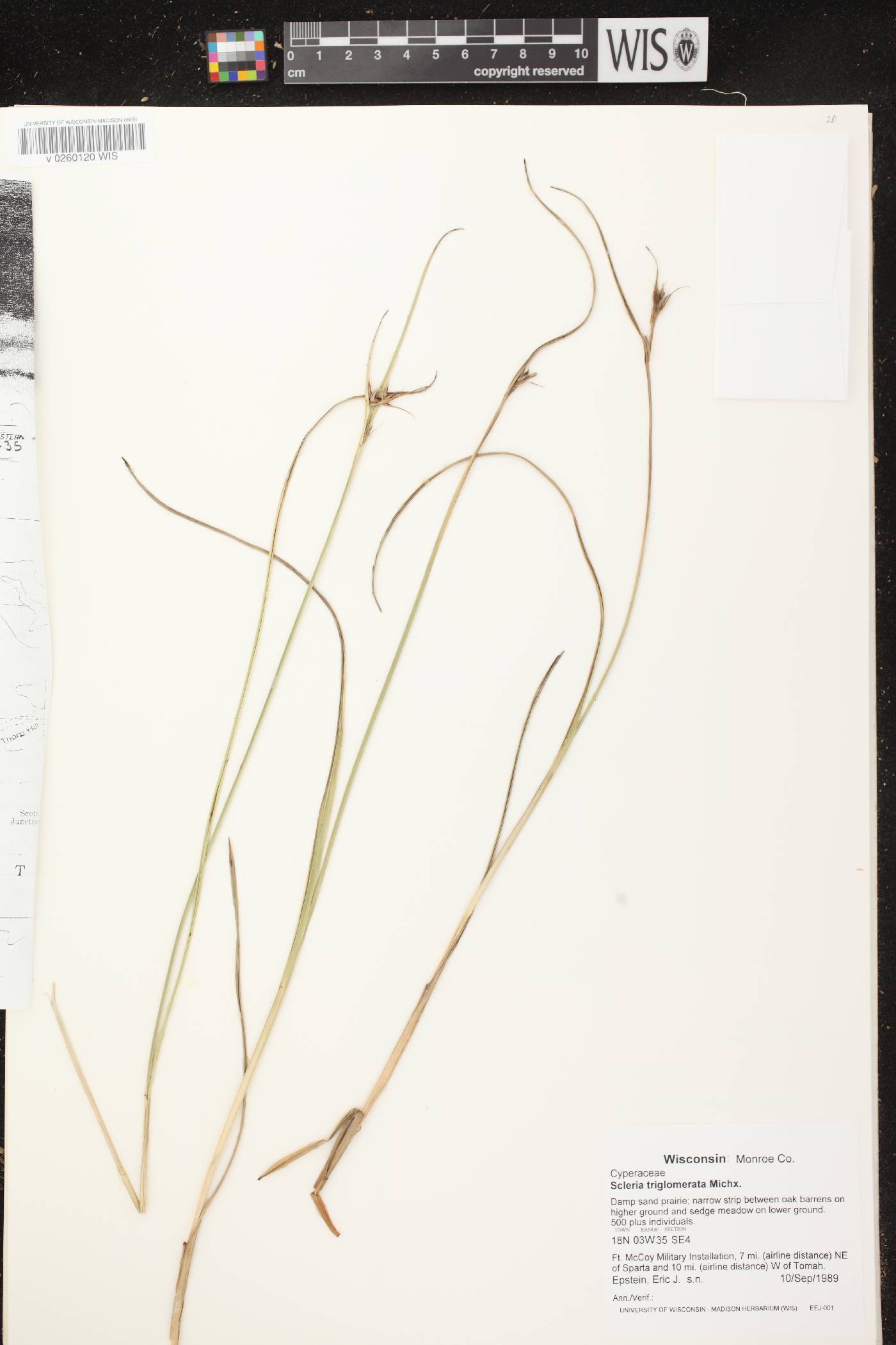 Scleria triglomerata image
