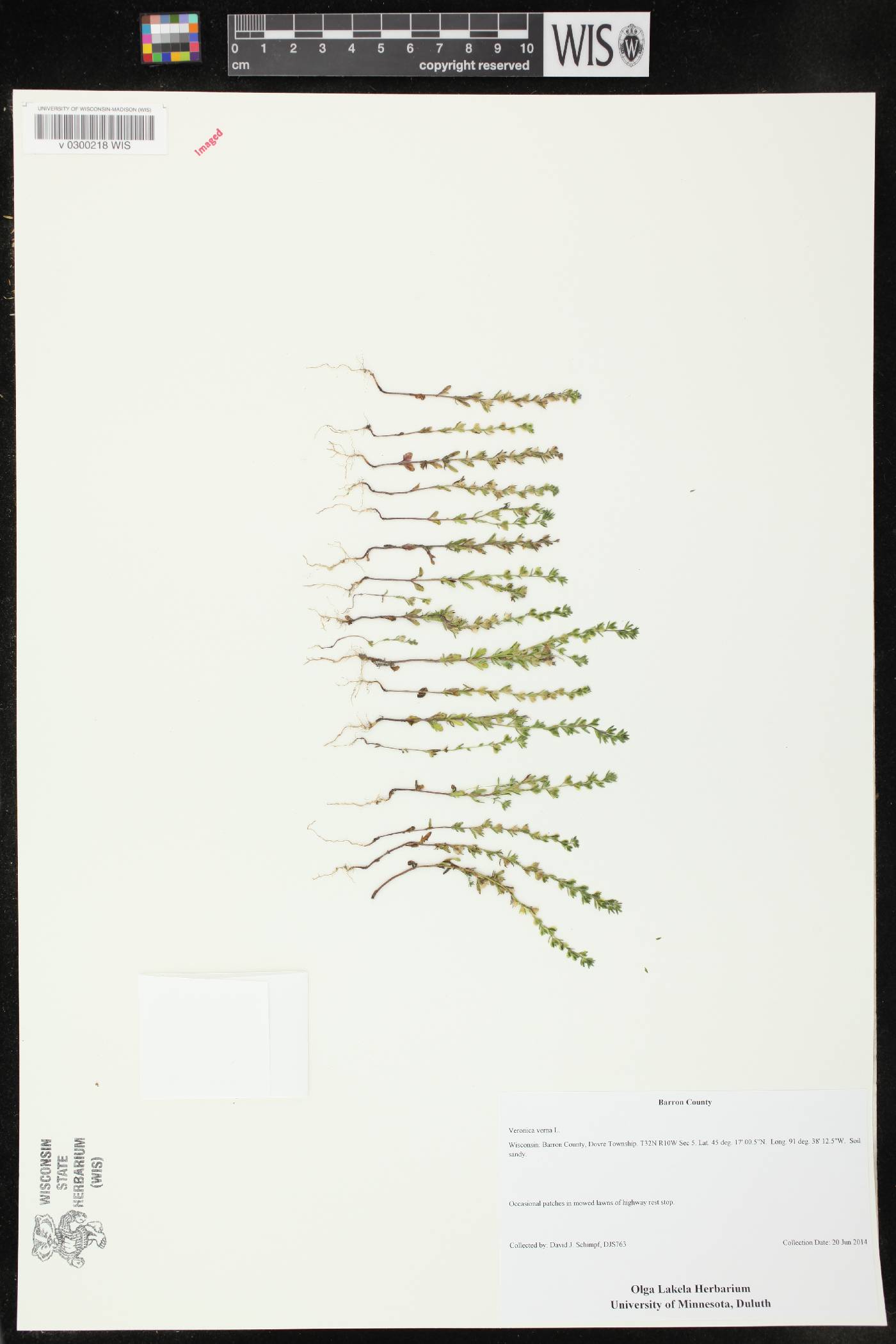 Veronica verna image
