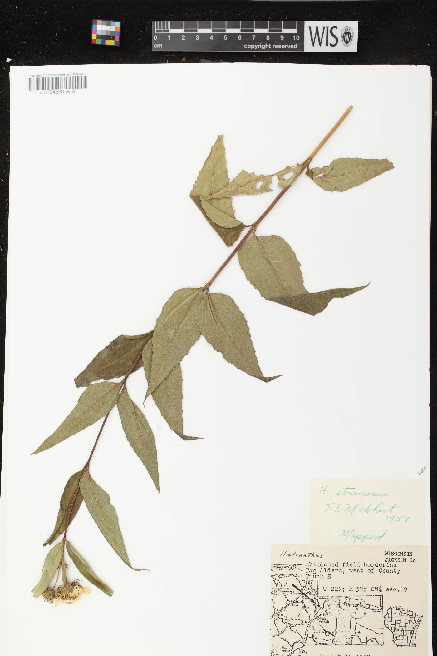 Helianthus strumosus image
