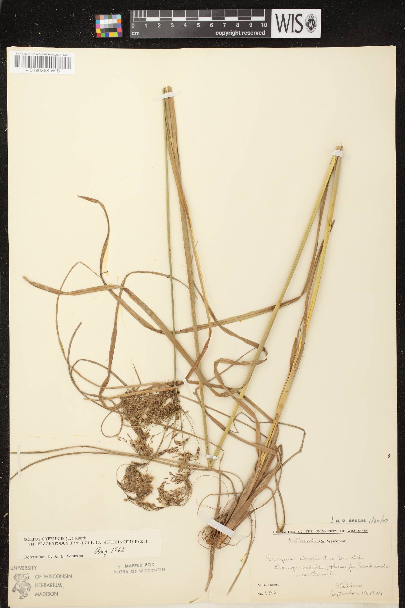 Scirpus atrocinctus image