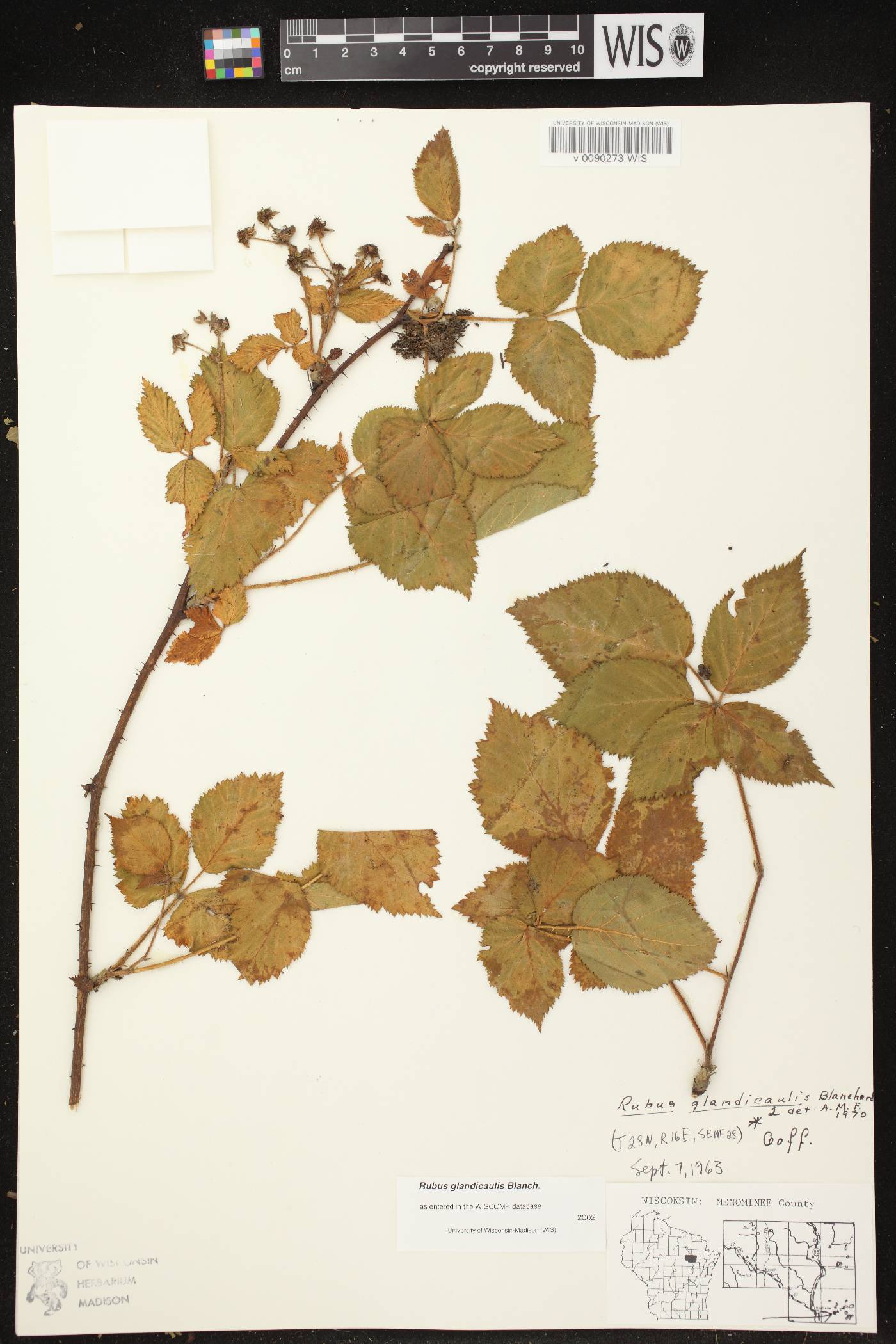 Rubus allegheniensis image