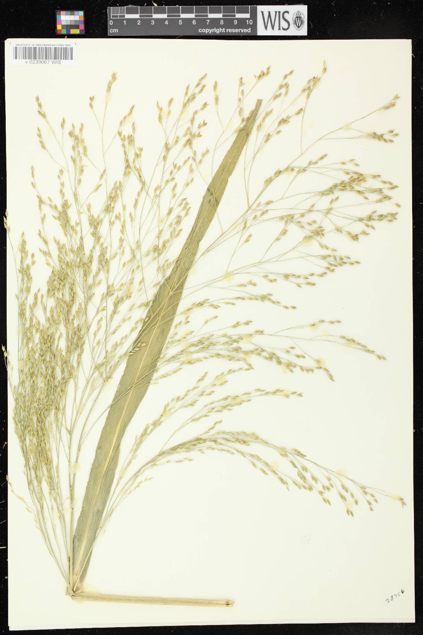 Panicum miliaceum subsp. ruderale image