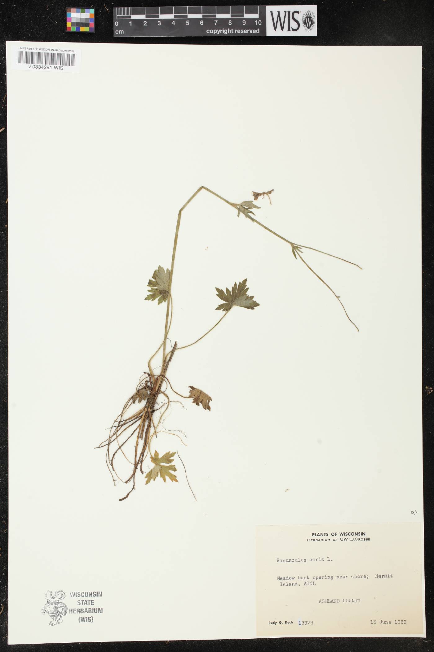 Ranunculus acris image
