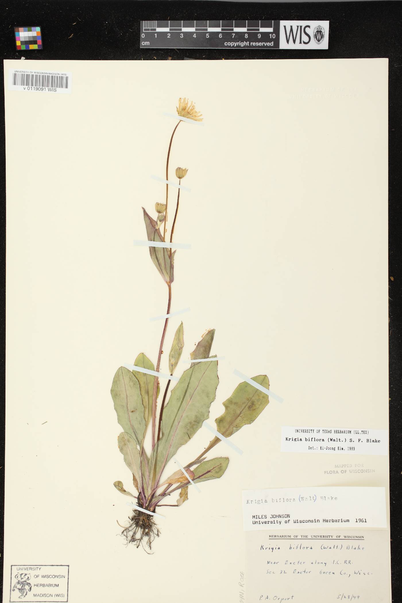 Krigia biflora subsp. biflora image