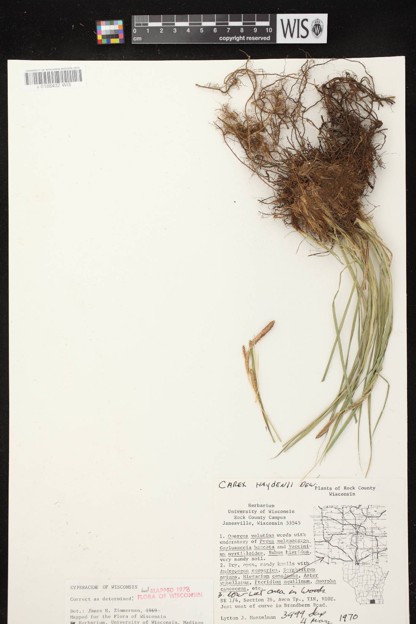 Carex haydenii image