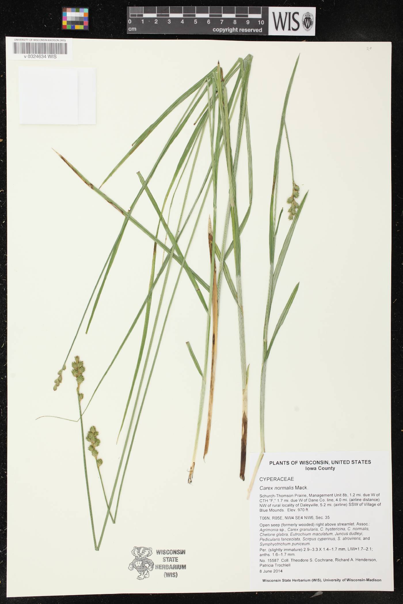 Carex normalis image