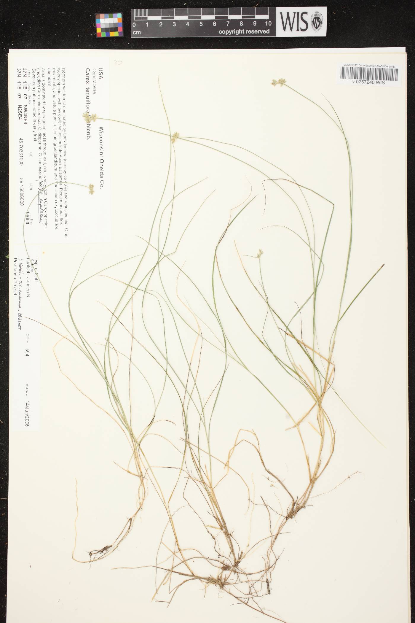 Carex tenuiflora image