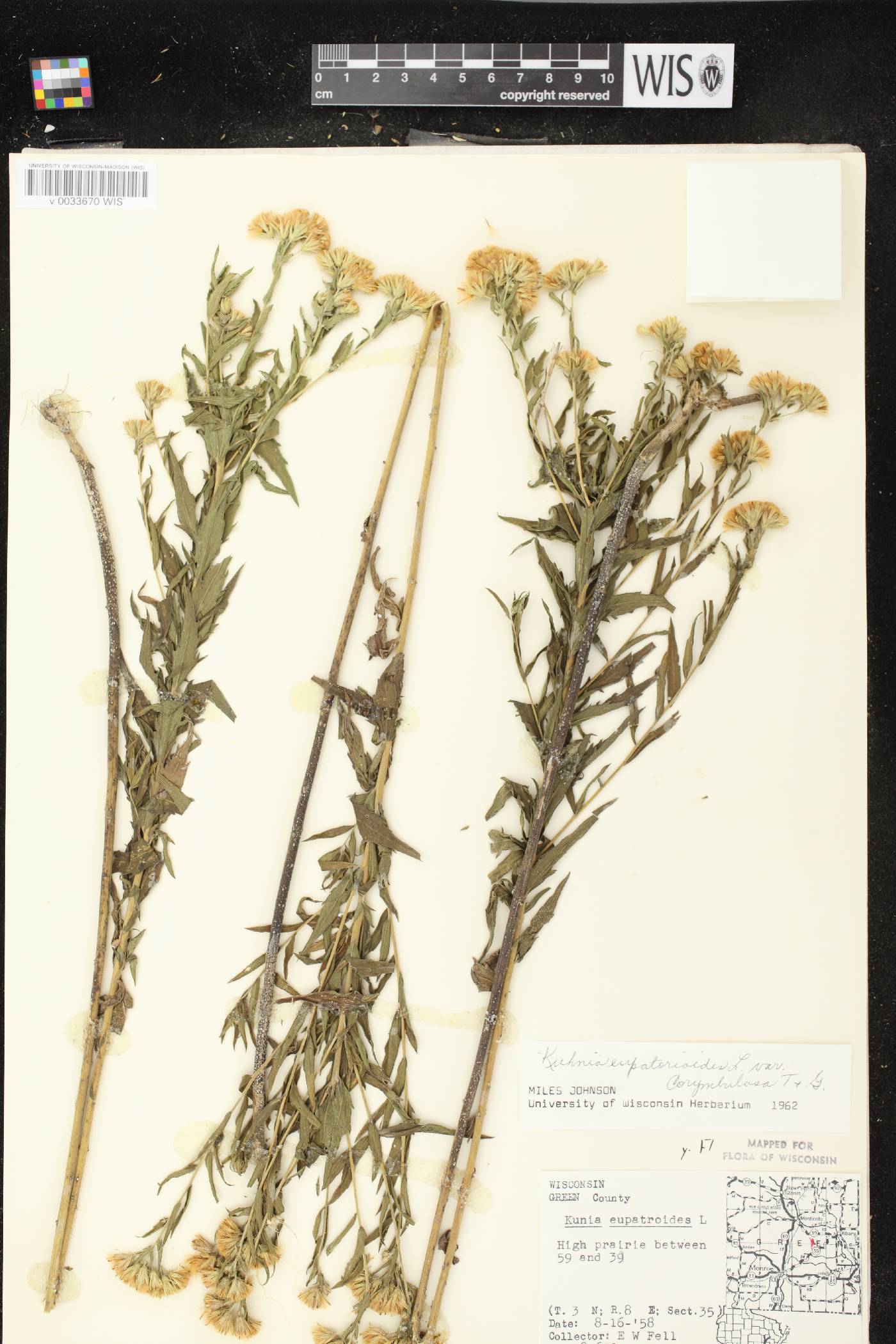 Brickellia eupatorioides image