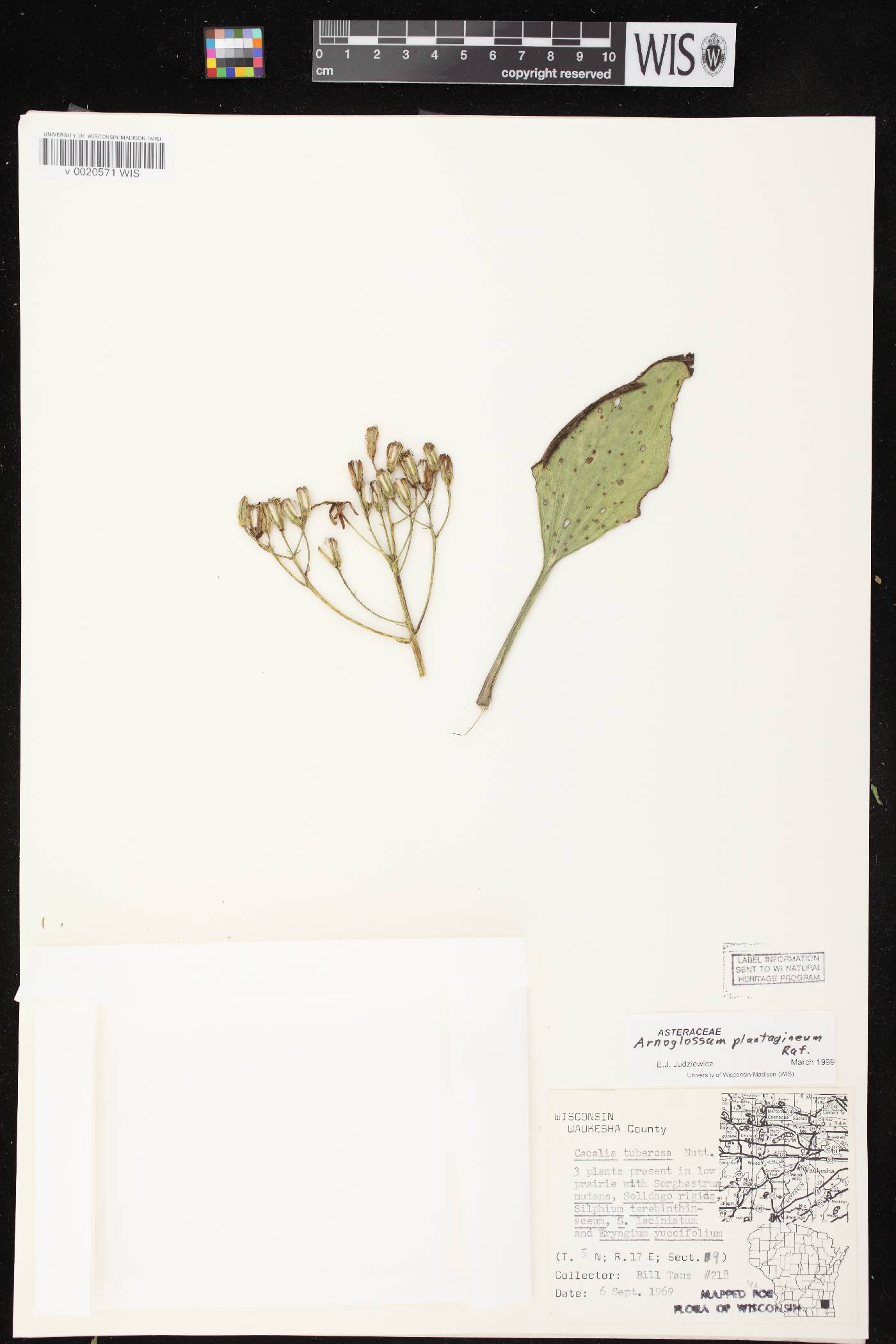 Arnoglossum plantagineum image
