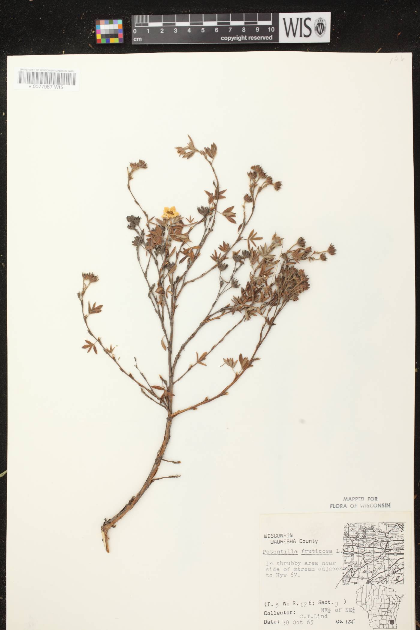 Dasiphora fruticosa image