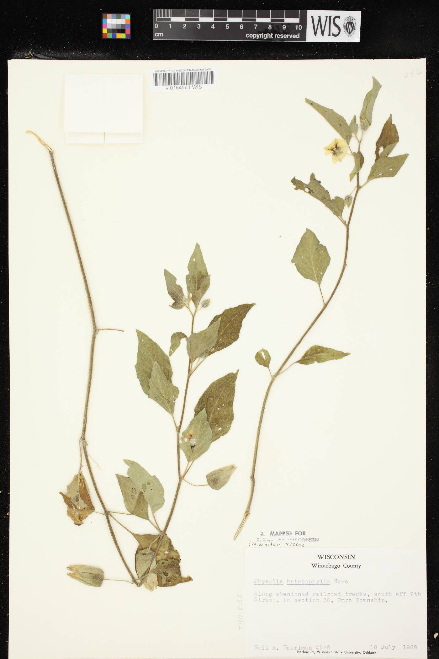 Physalis heterophylla var. heterophylla image
