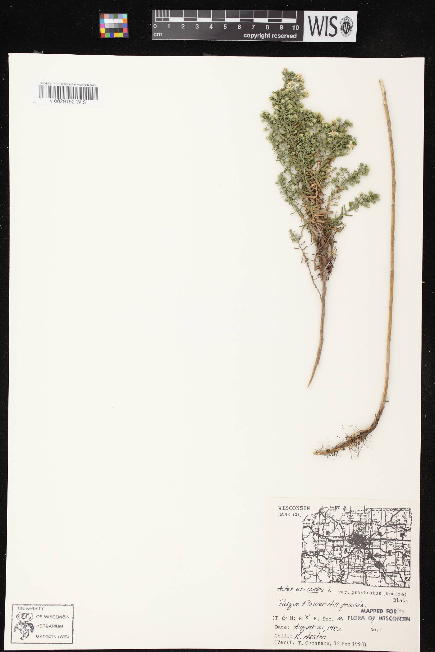 Symphyotrichum ericoides image