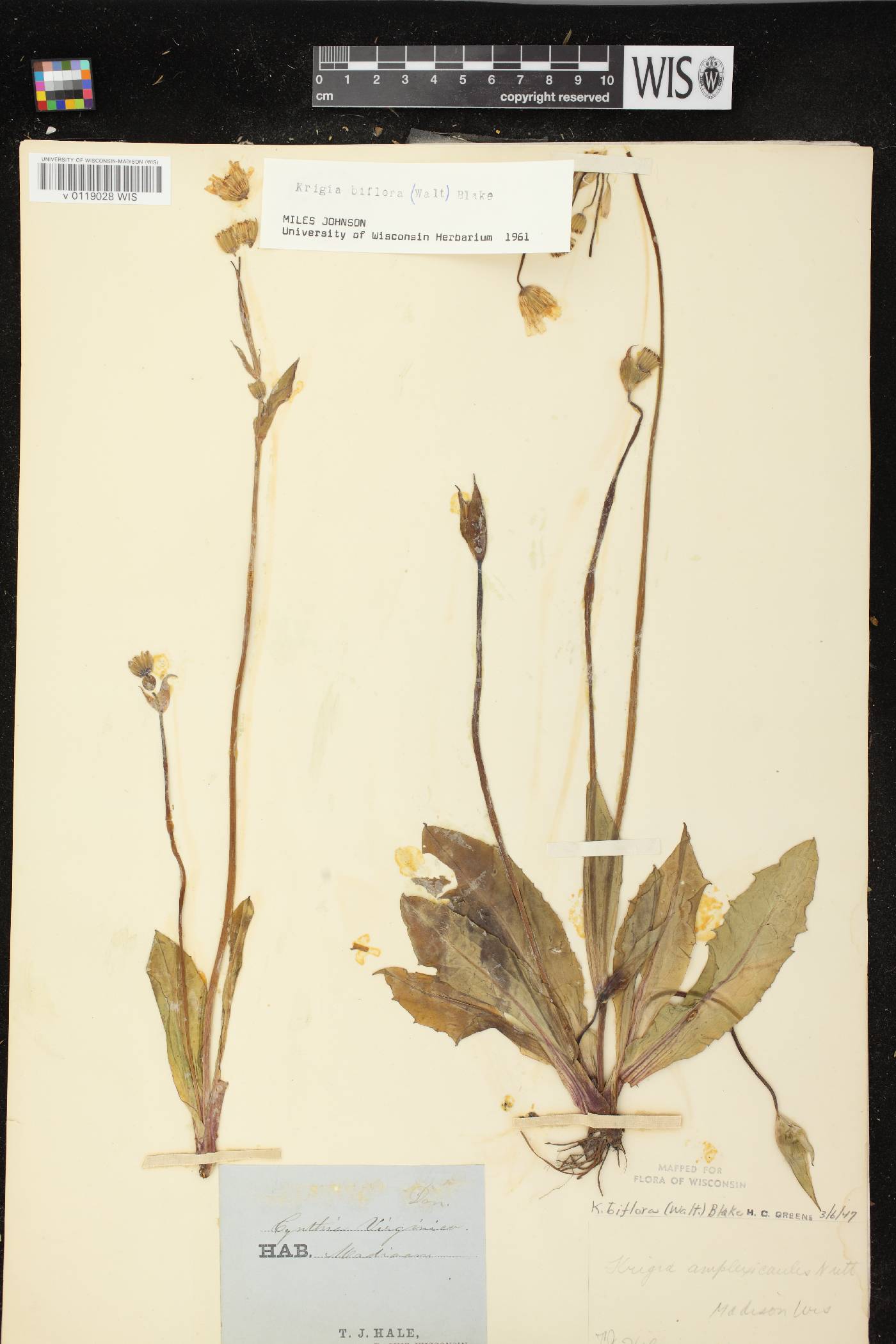 Krigia biflora subsp. biflora image