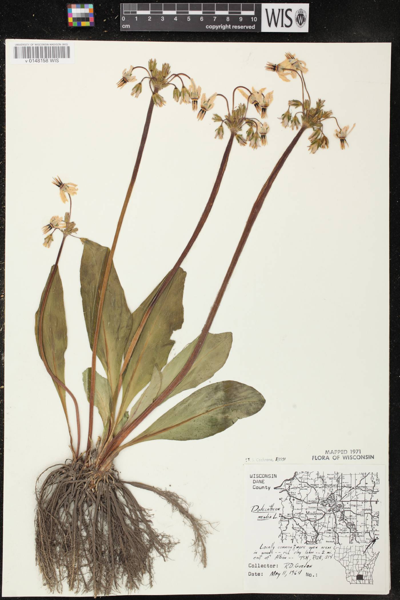 Primula meadia image