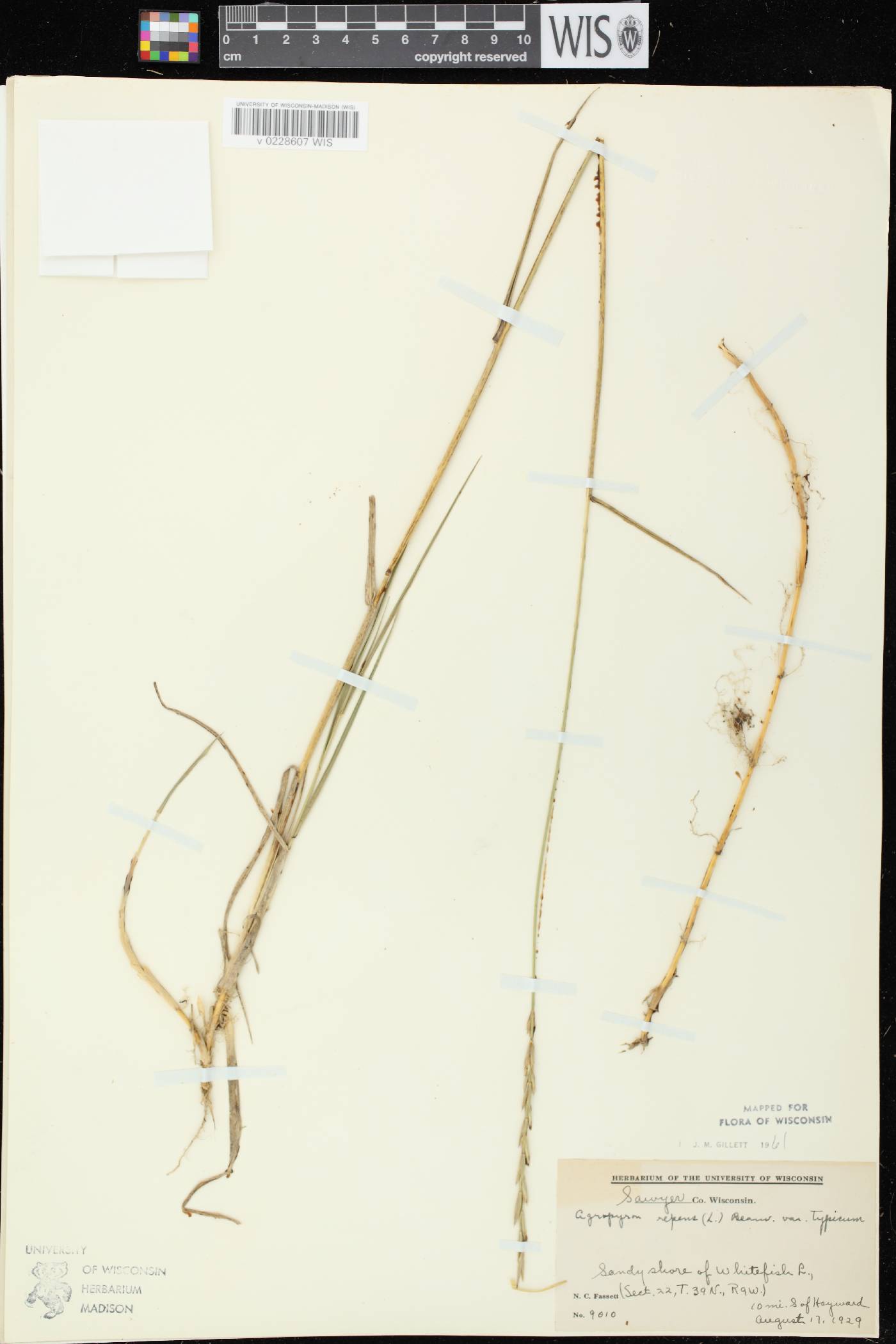 Elymus repens image