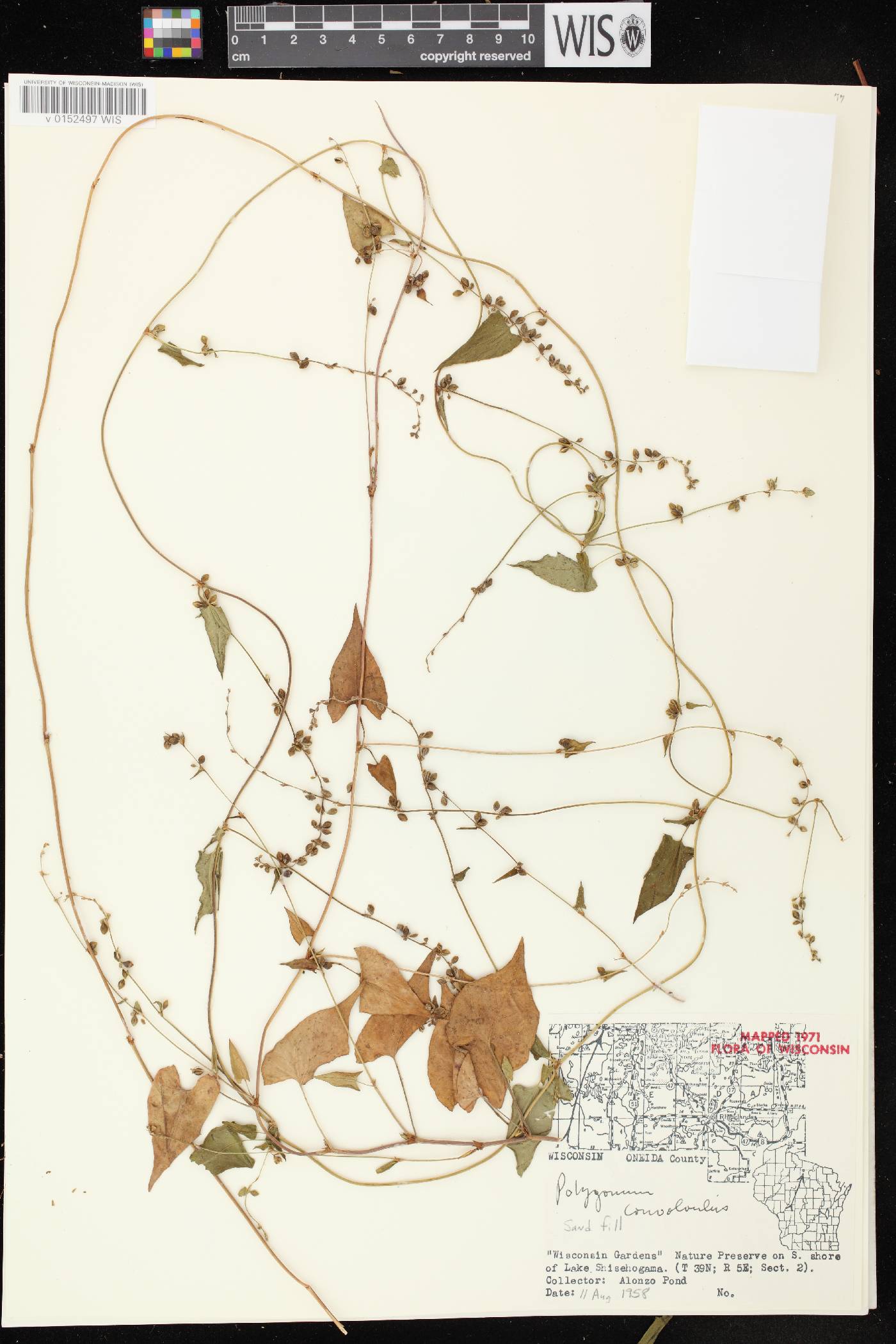 Fallopia convolvulus image