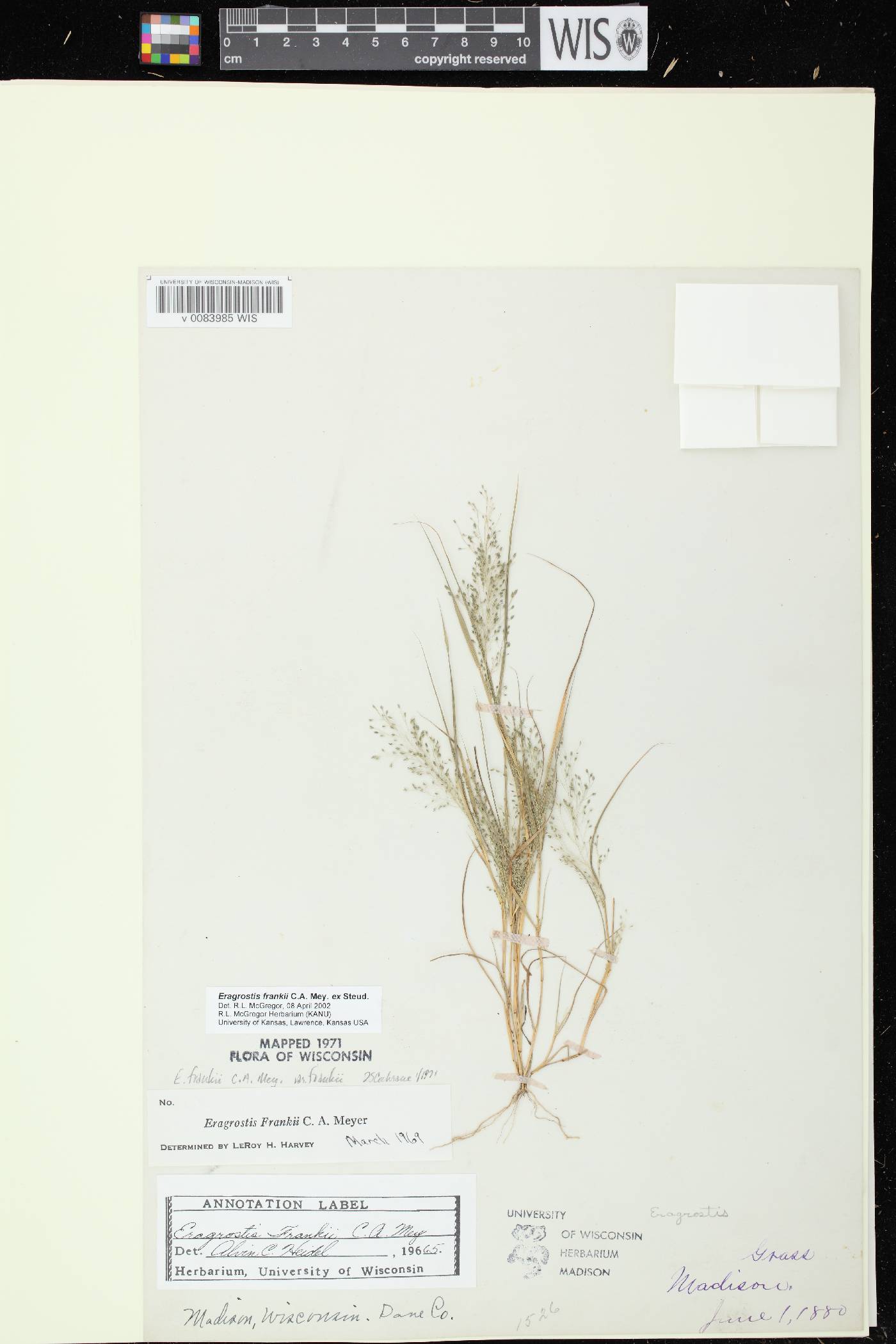 Eragrostis frankii image