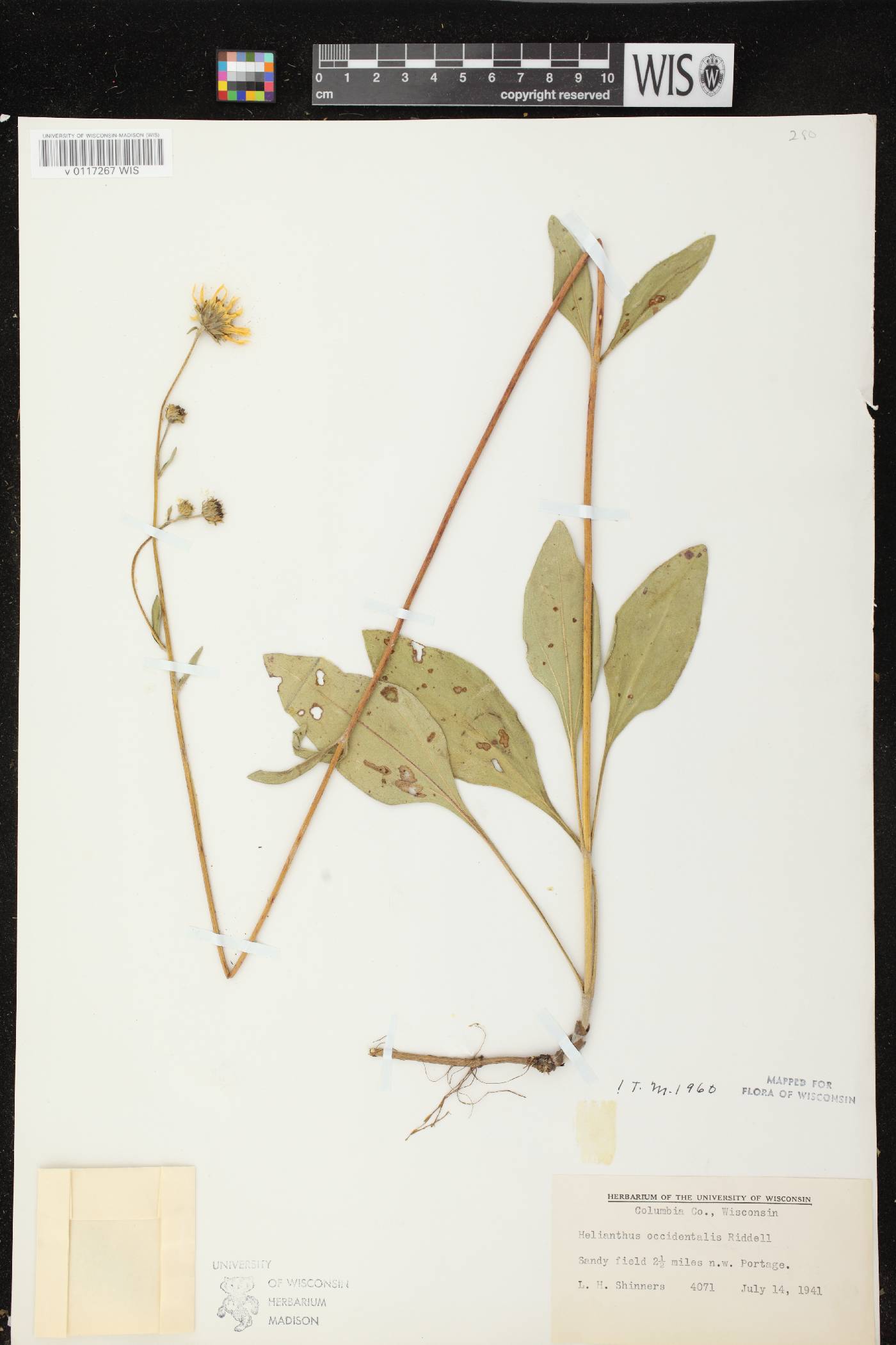 Helianthus occidentalis subsp. occidentalis image