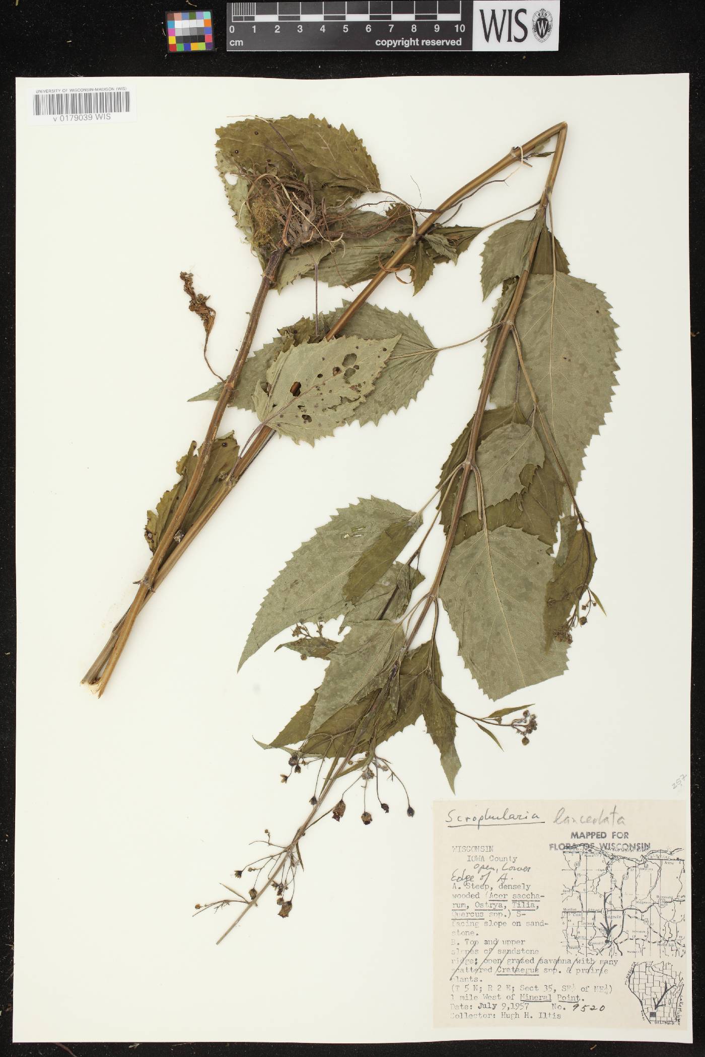 Scrophularia lanceolata image