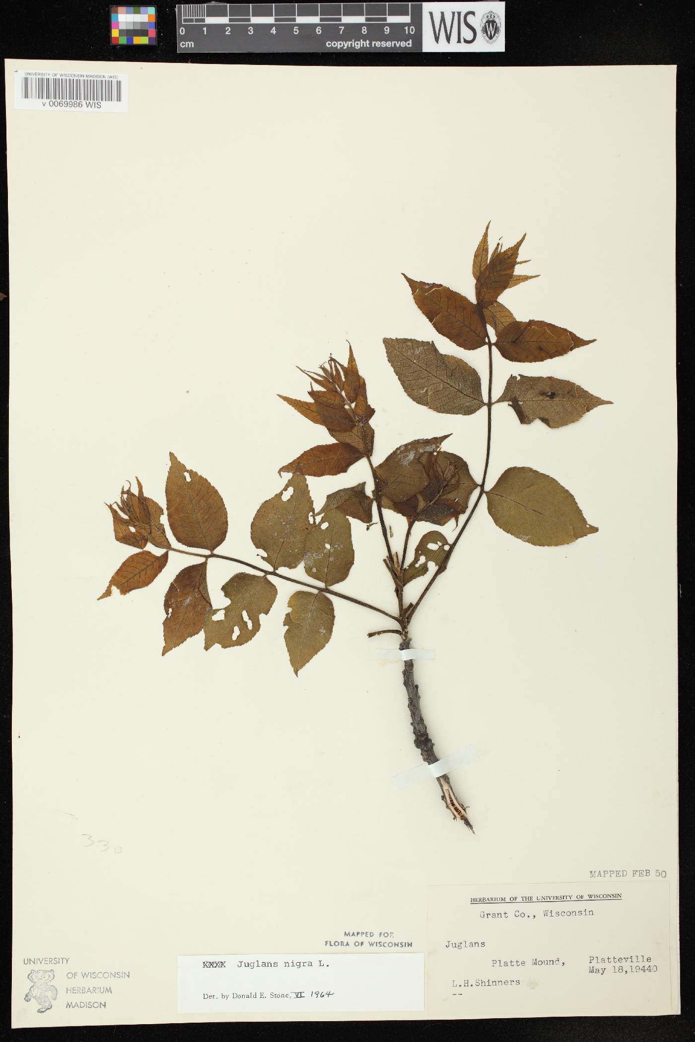 Juglans nigra image
