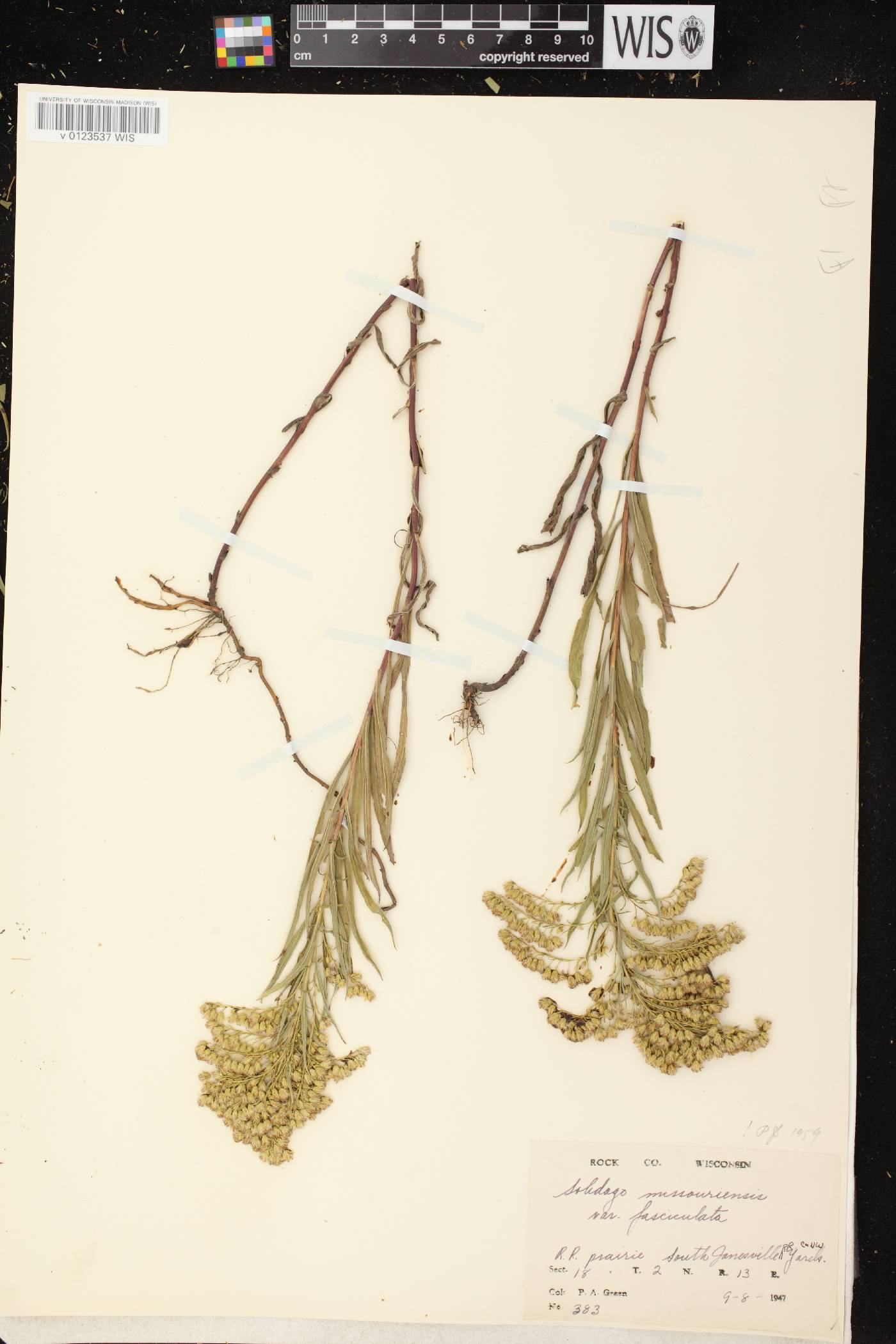 Solidago missouriensis image