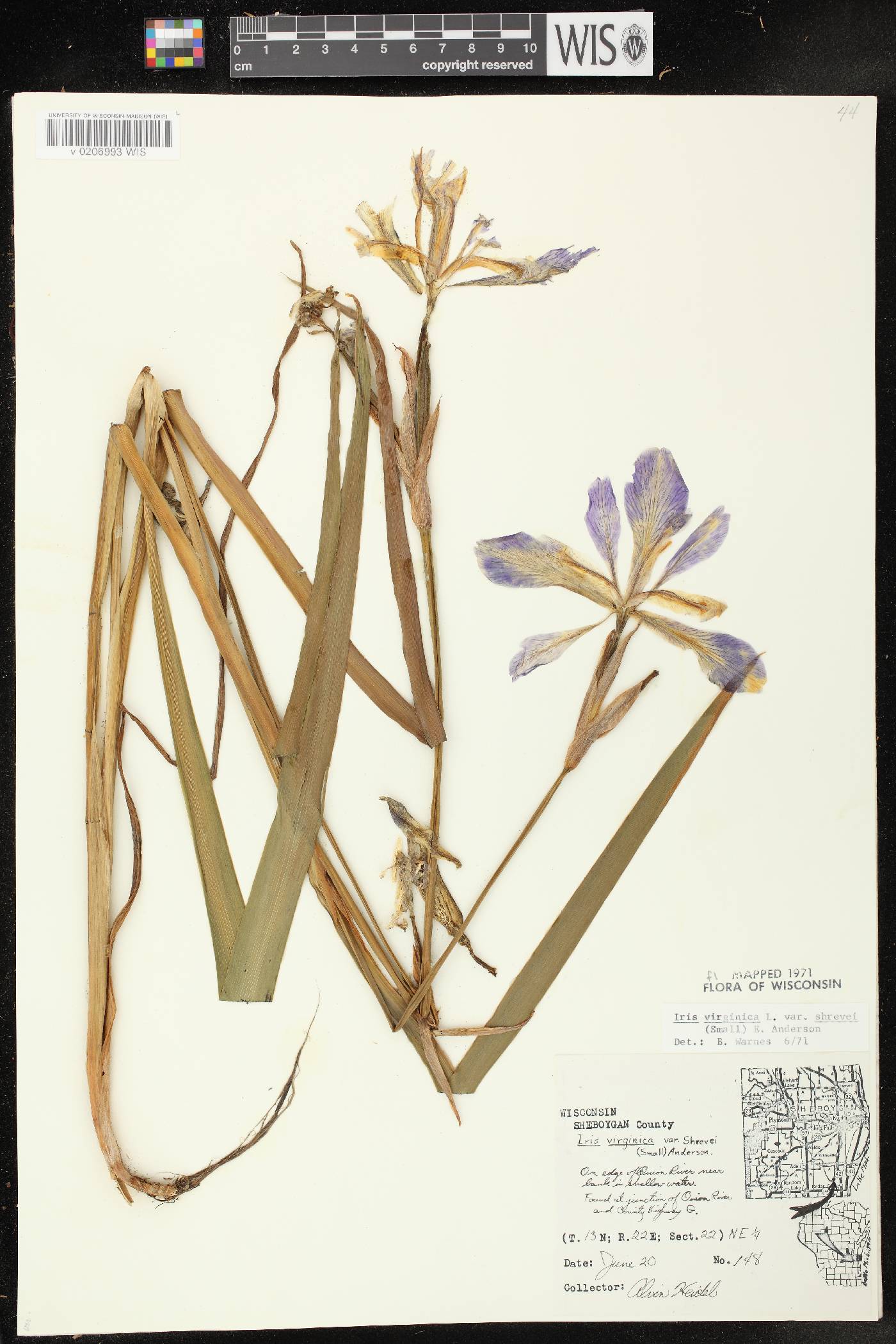 Iris virginica var. shrevei image