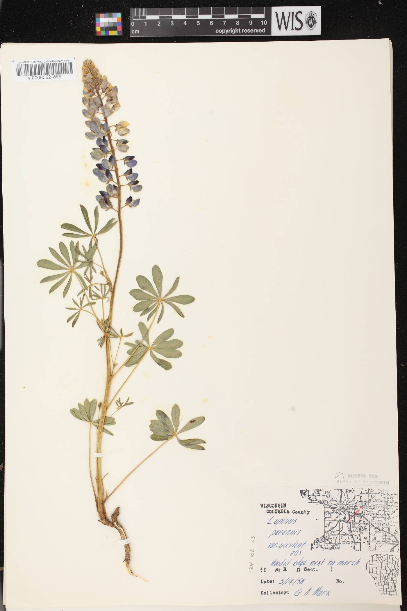 Lupinus perennis var. occidentalis image