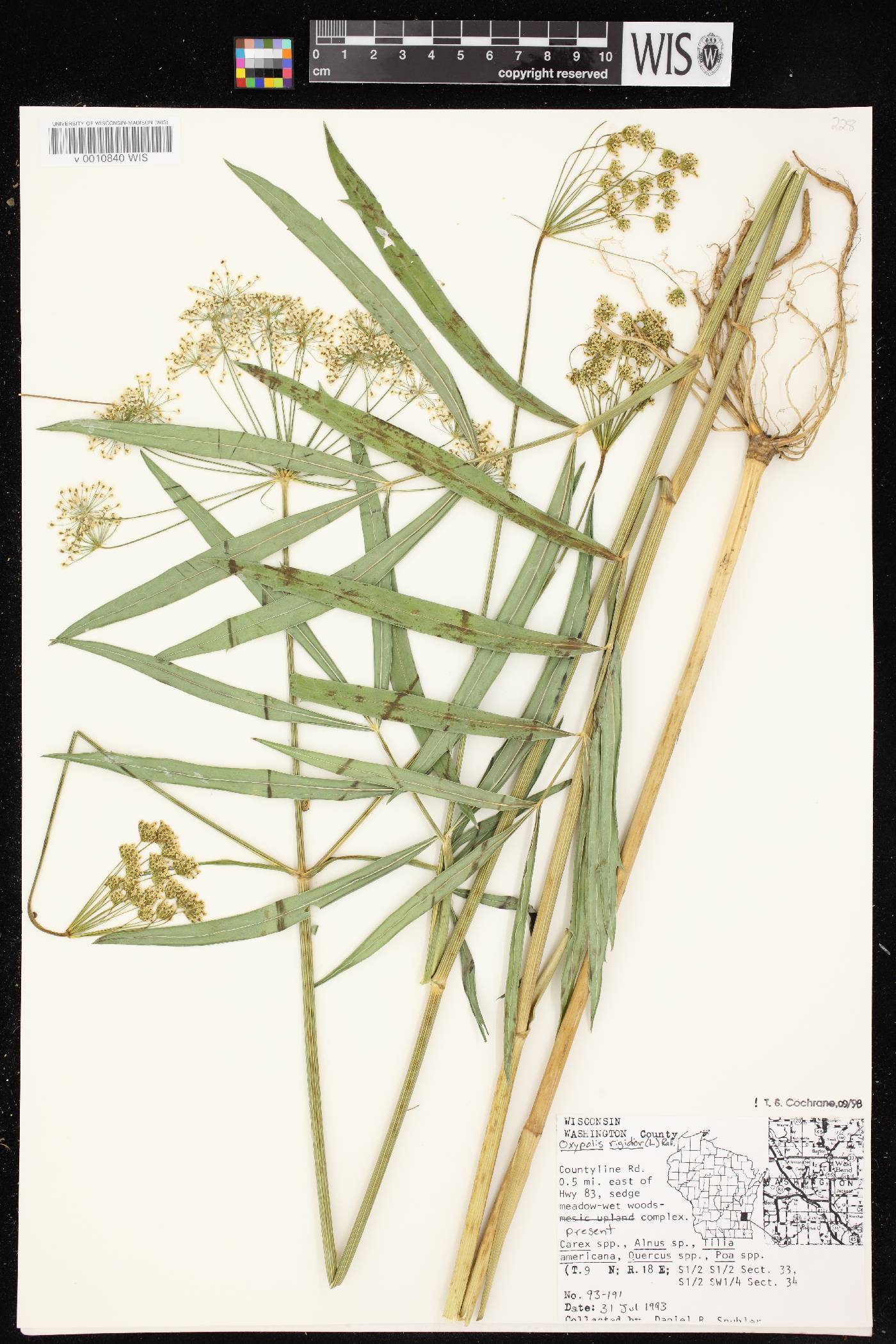 Oxypolis rigidior image
