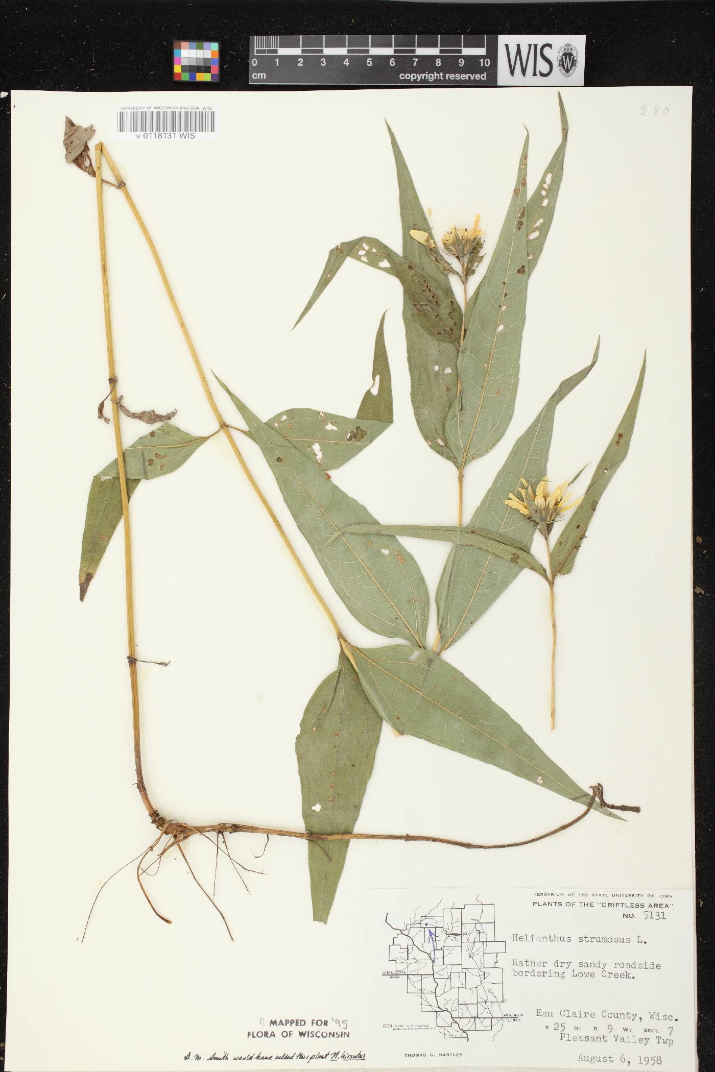 Helianthus hirsutus image