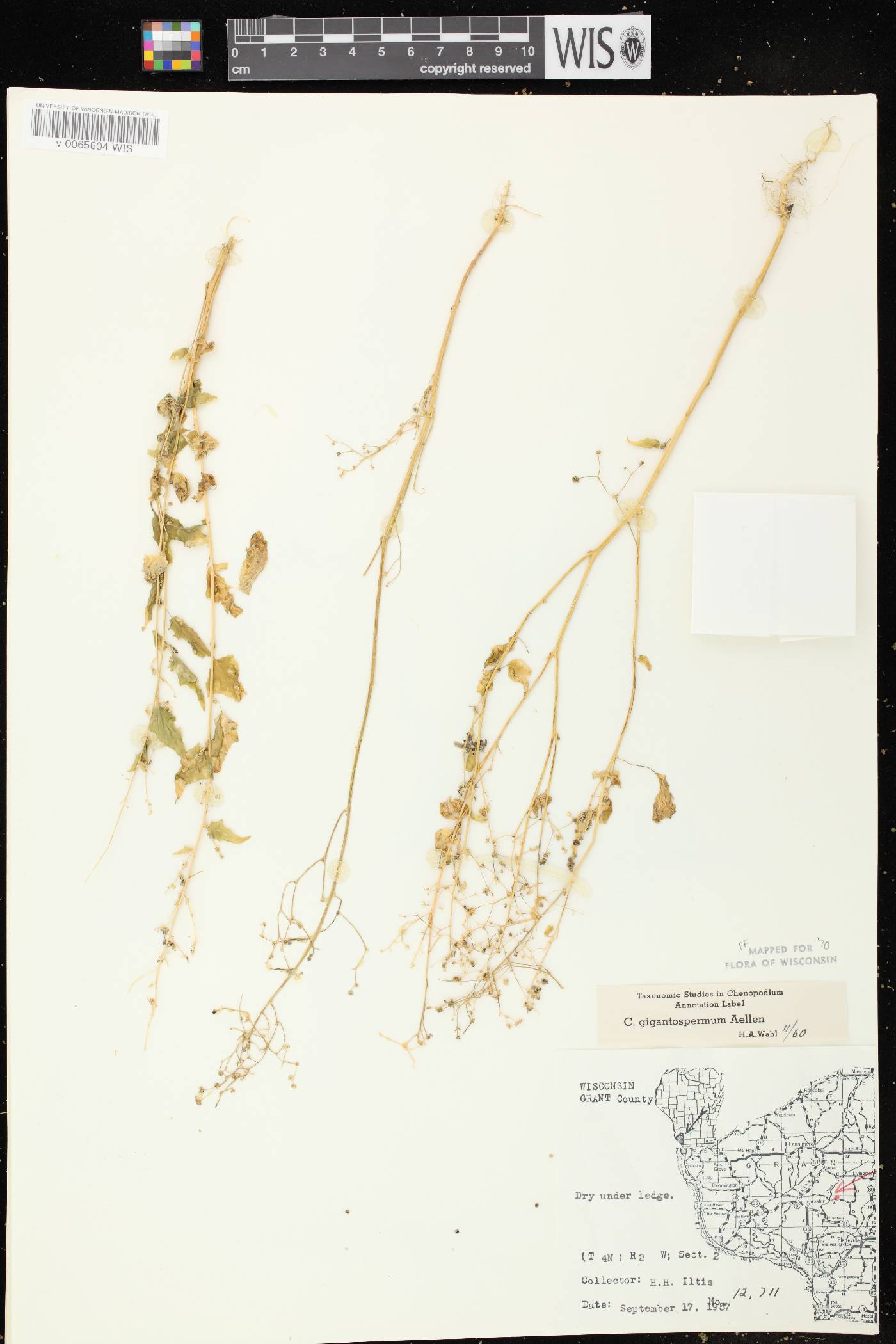 Chenopodium simplex image