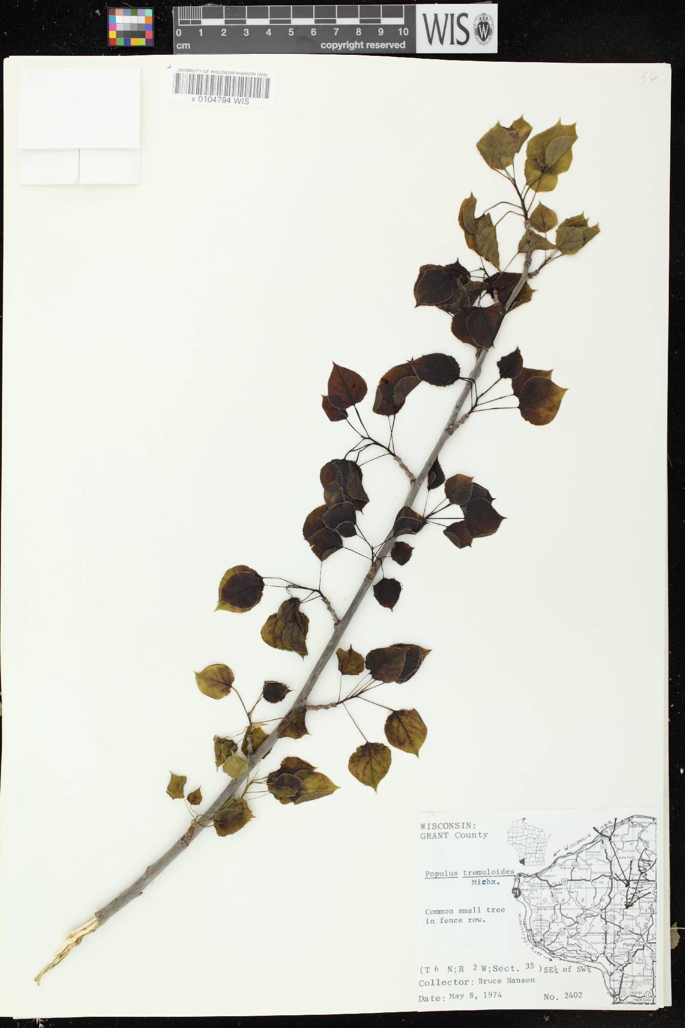 Populus tremuloides image