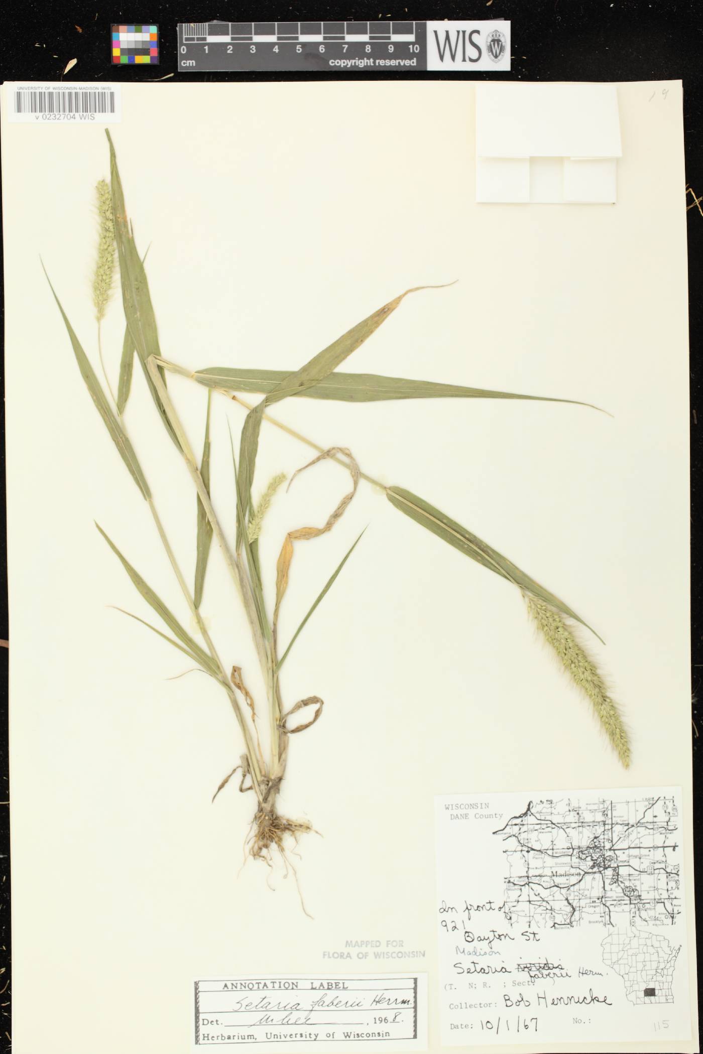 Setaria faberi image