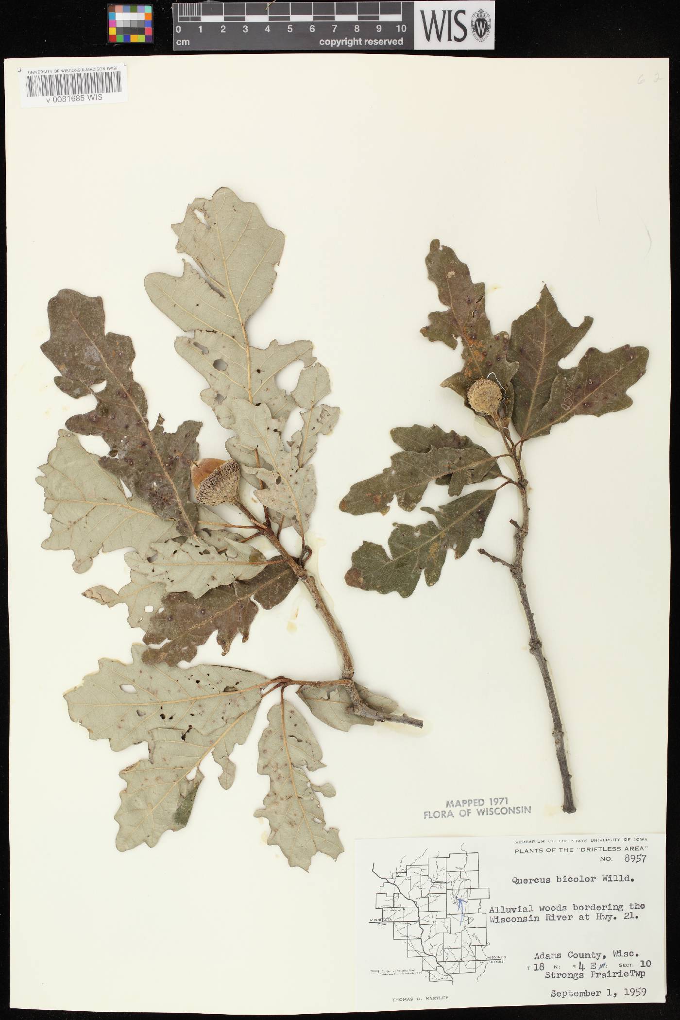 Quercus bicolor image
