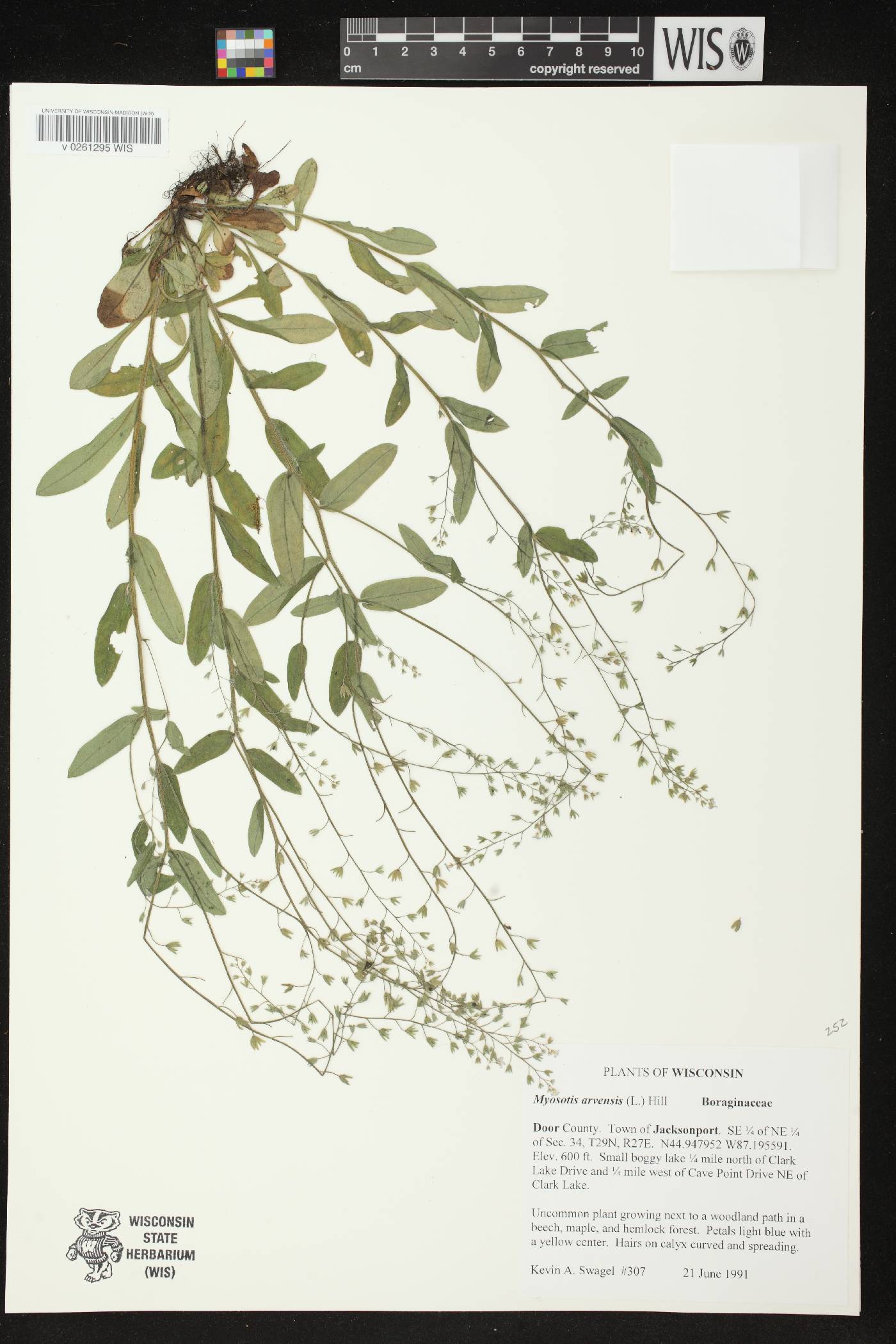 Myosotis arvensis image