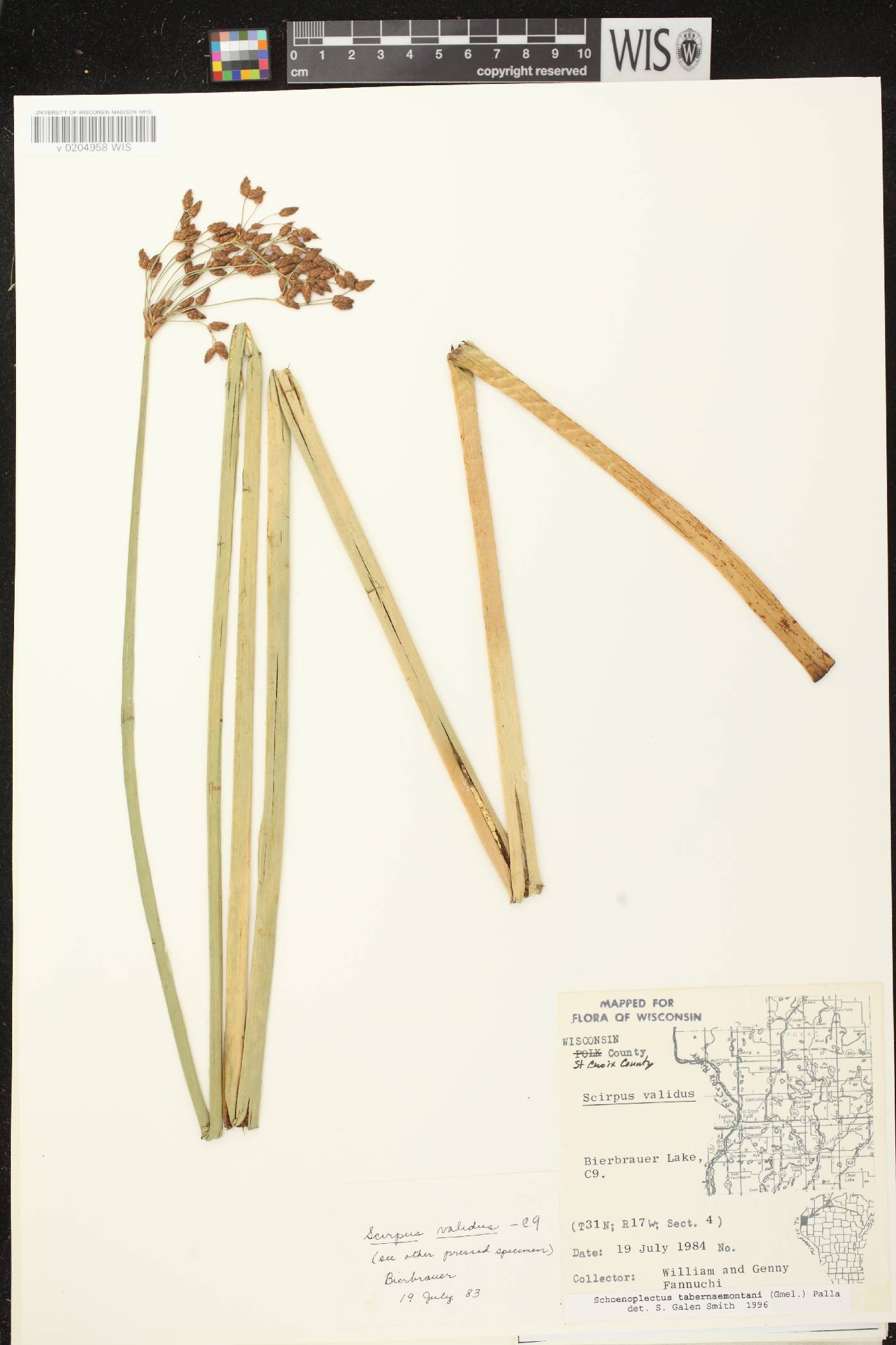 Schoenoplectus tabernaemontani image