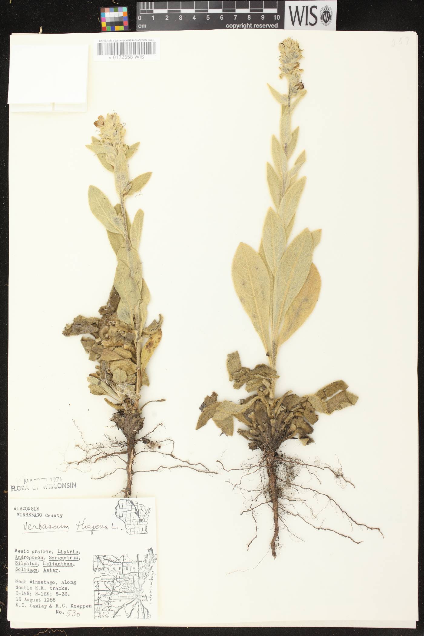 Verbascum thapsus image