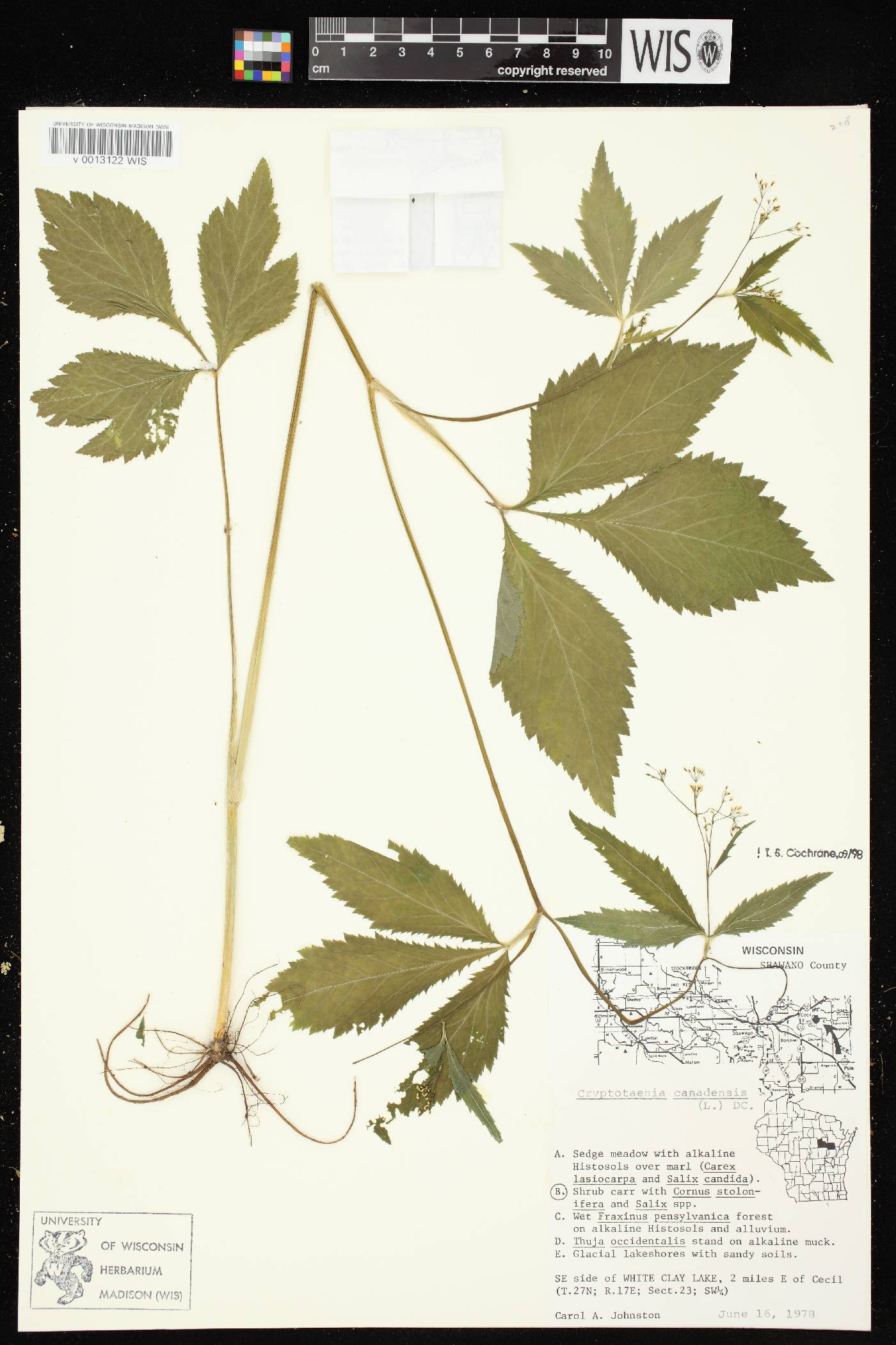 Cryptotaenia canadensis image