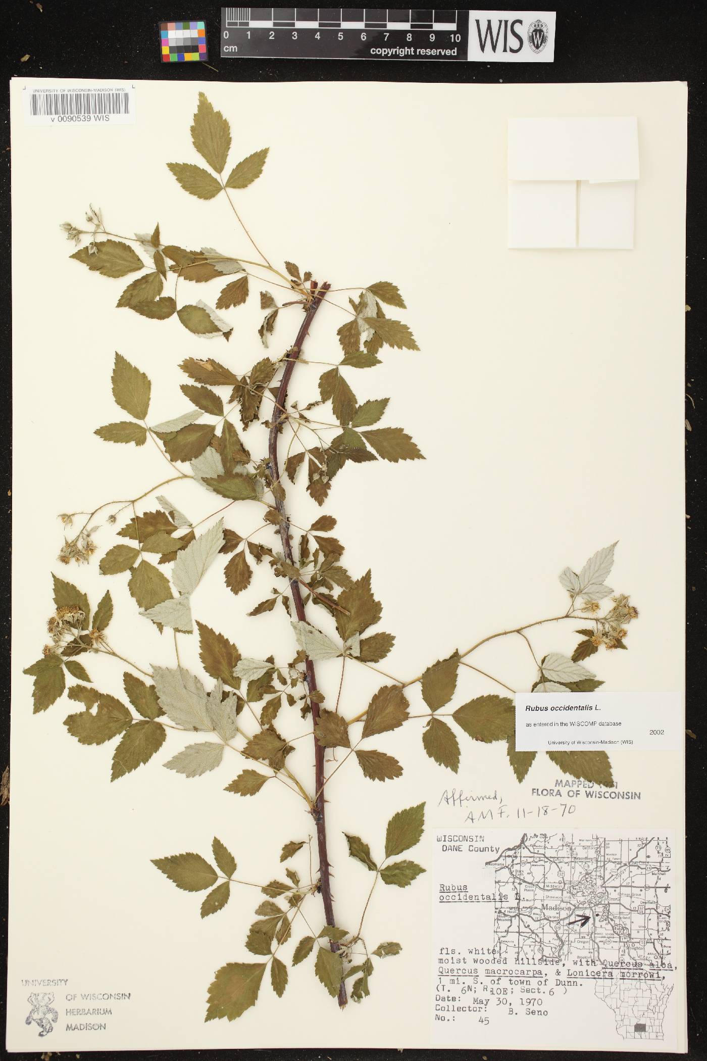 Rubus occidentalis image