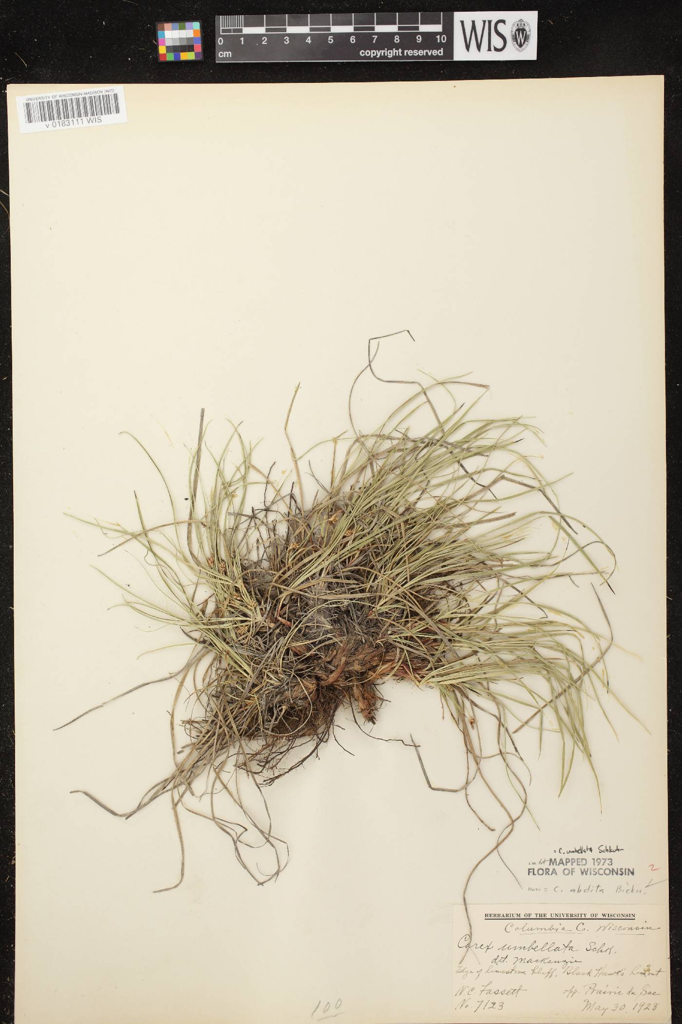 Carex umbellata image