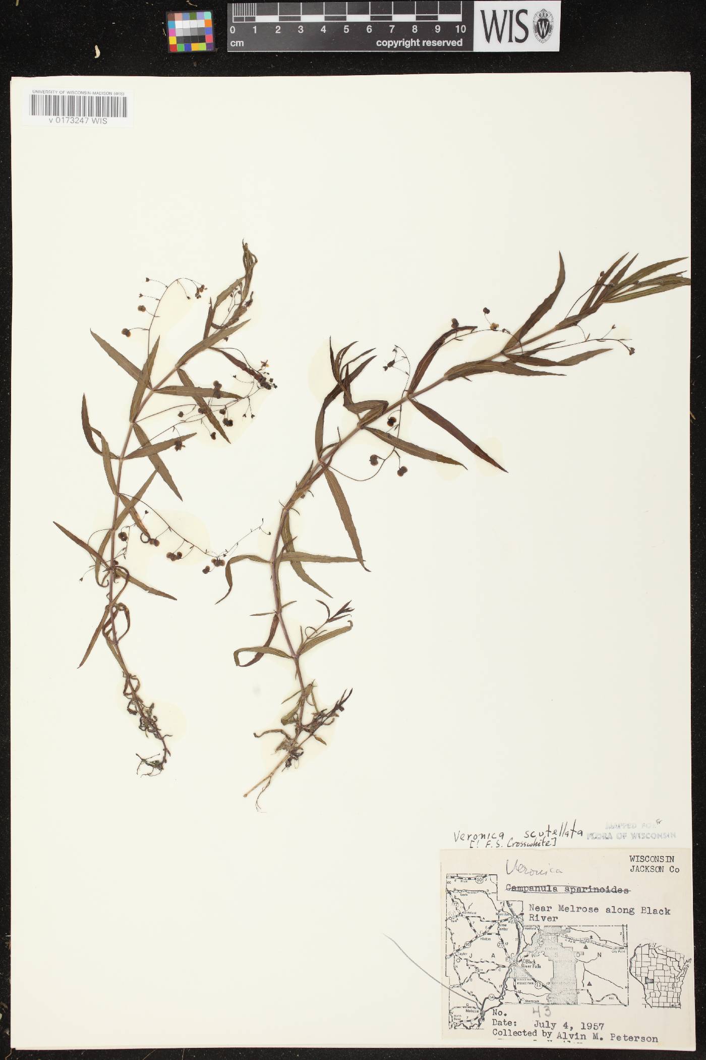 Veronica scutellata image
