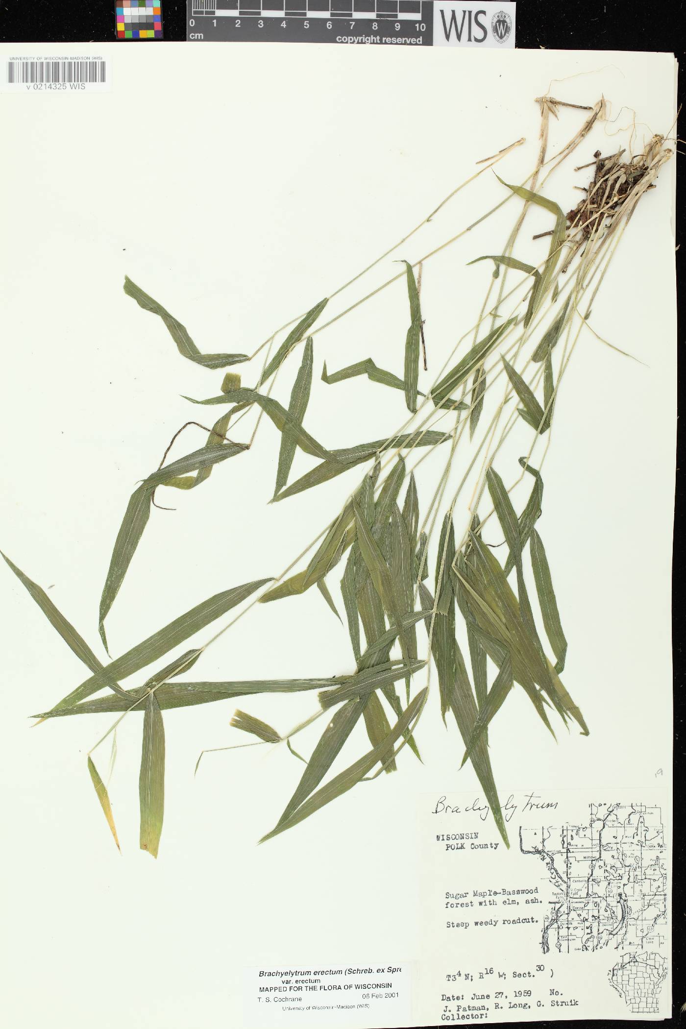 Brachyelytrum erectum image