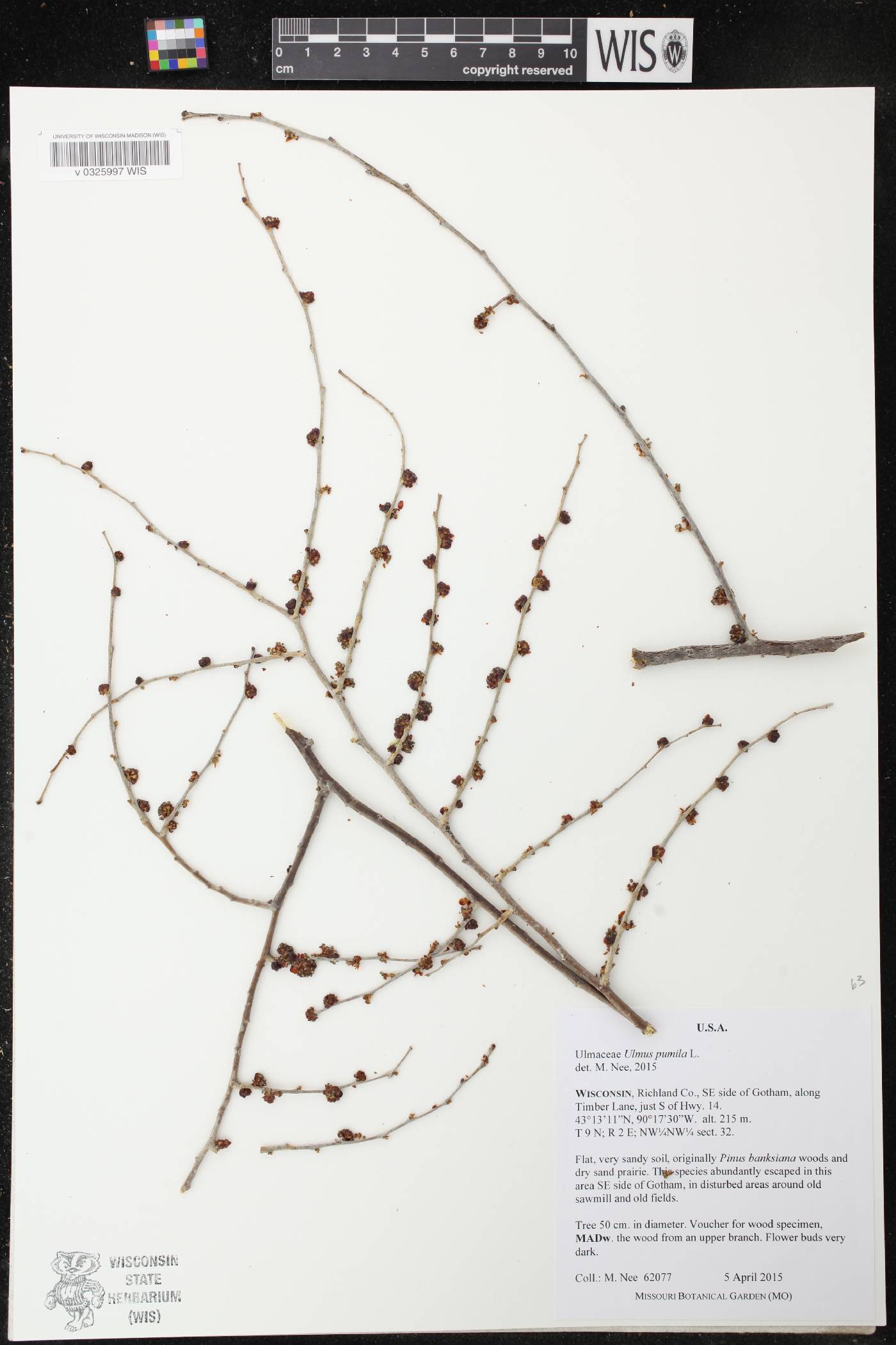 Ulmus pumila image