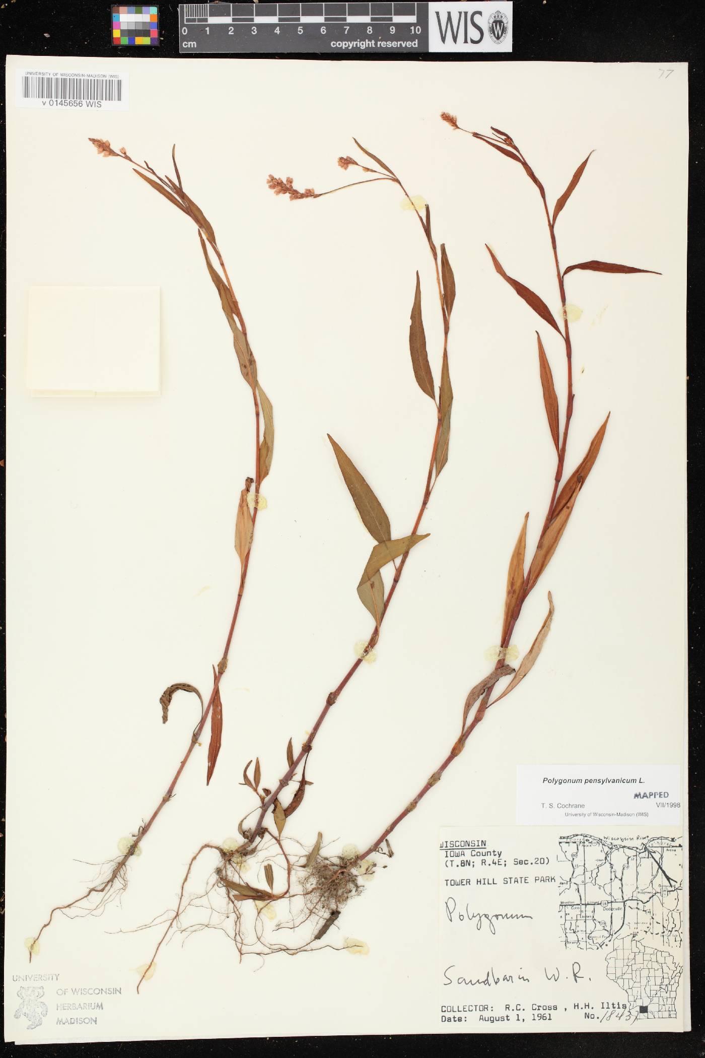 Persicaria pensylvanica image