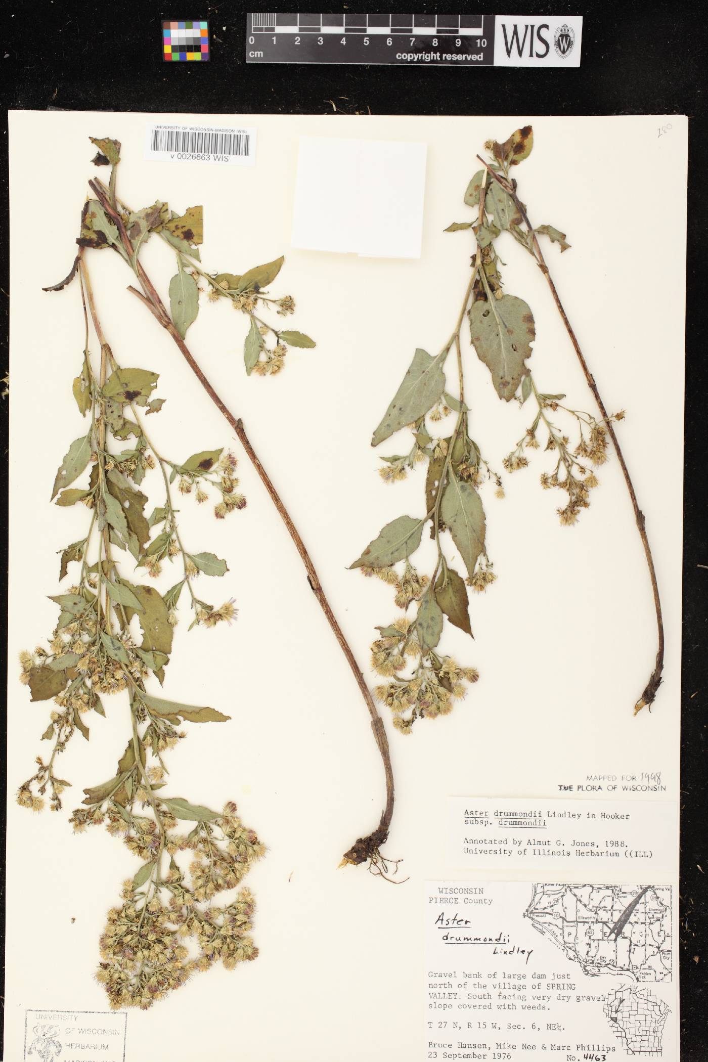 Symphyotrichum drummondii var. drummondii image