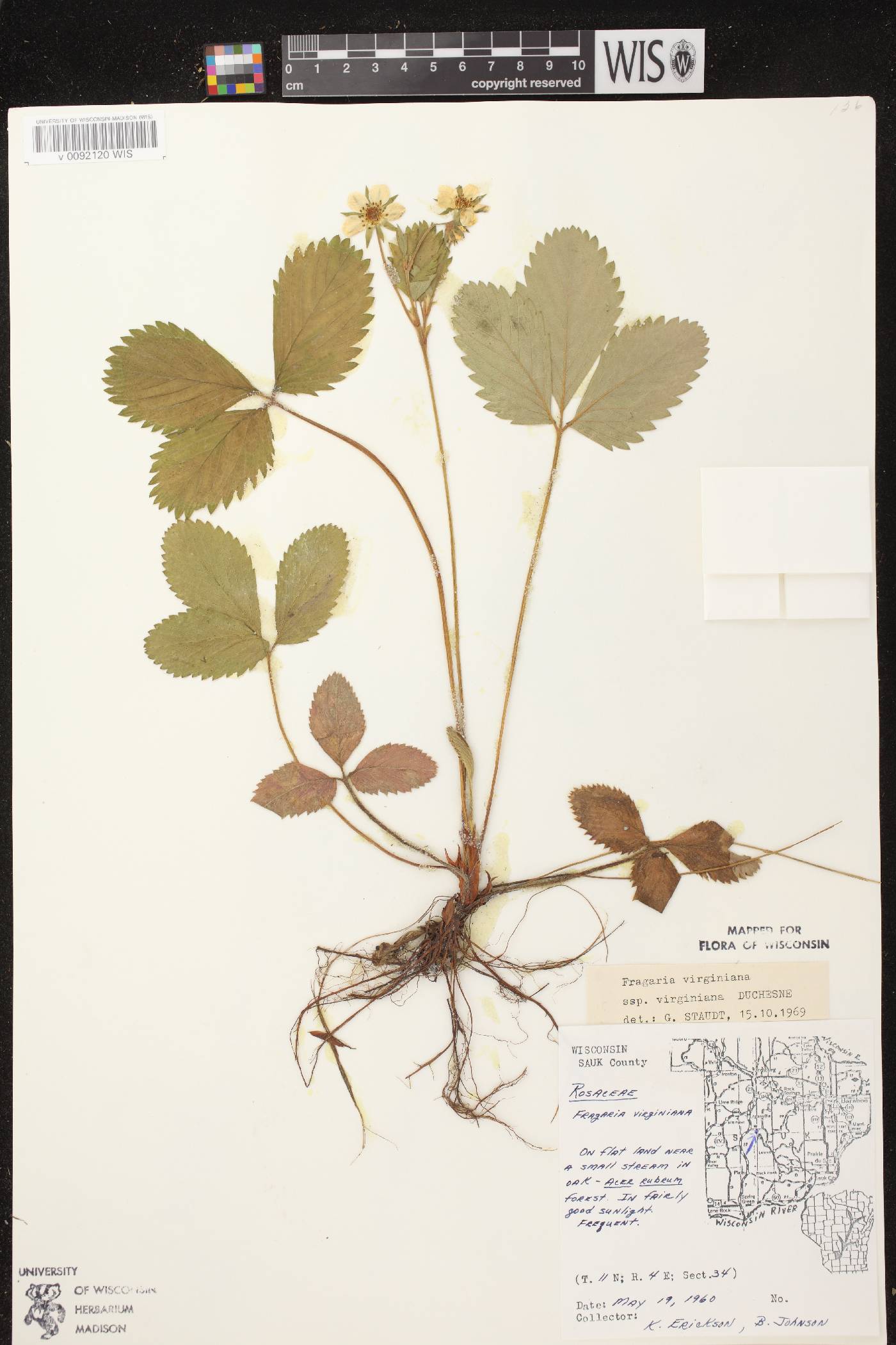 Fragaria virginiana image