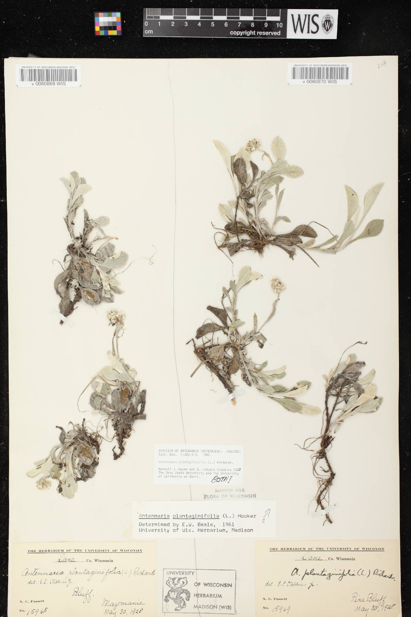 Antennaria plantaginifolia image